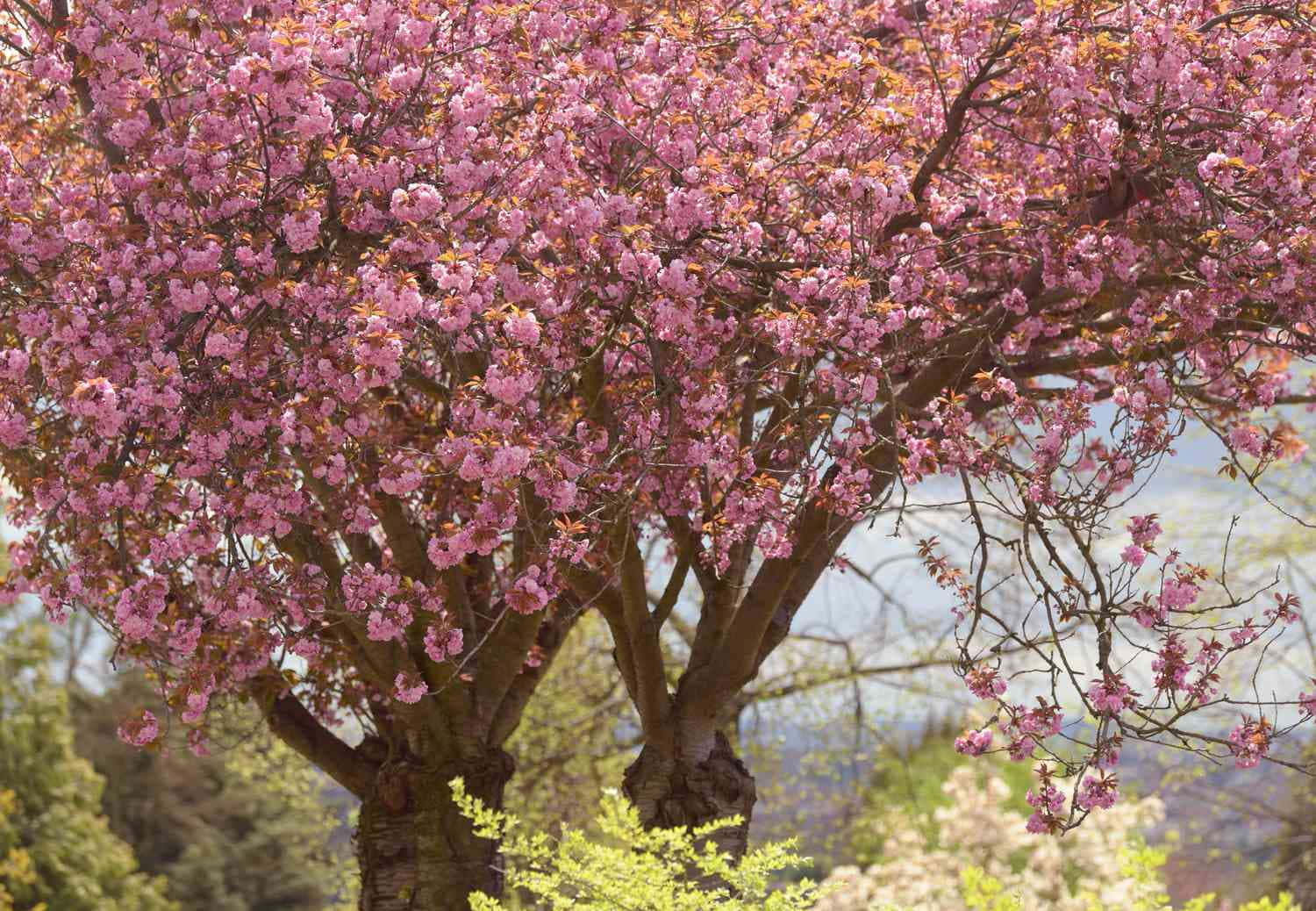 Flower Tree, cherry blossom tree, vibrant pink flowers, HD Desktop Wallpaper