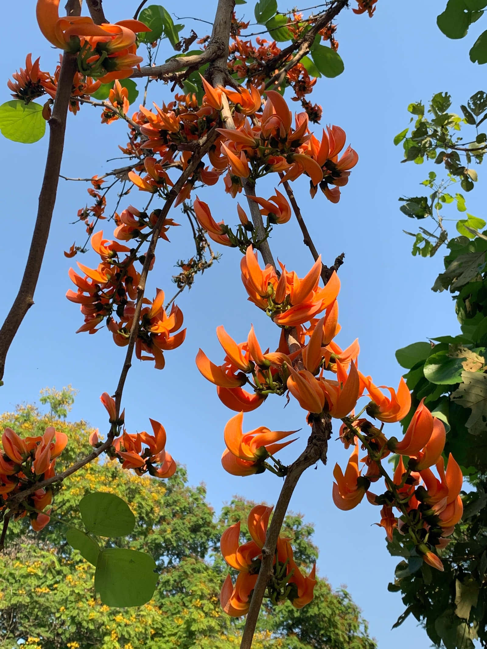 flower tree, vibrant orange flowers, clear blue sky, Full HD Phone Wallpaper