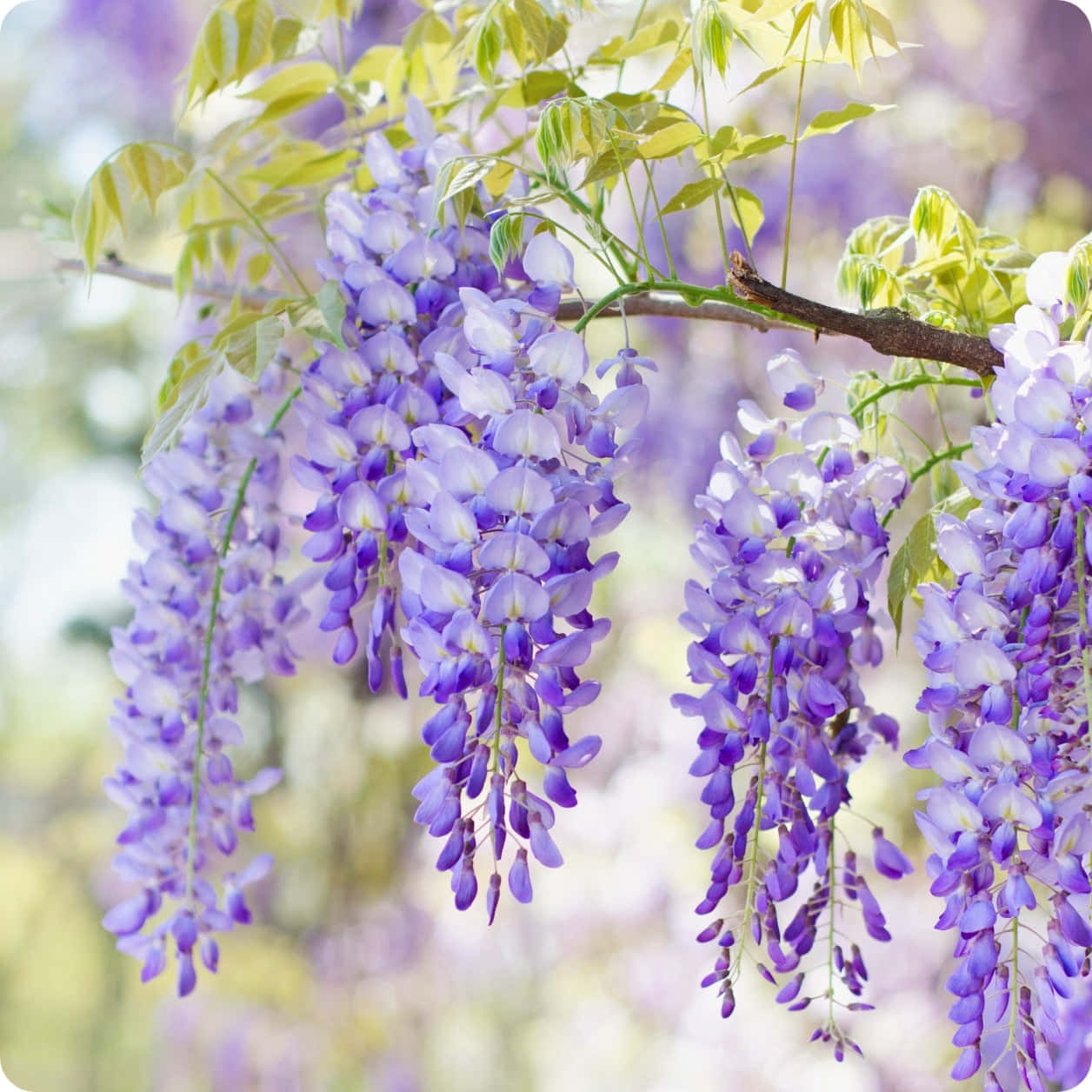 Flower Tree, purple wisteria, fresh green leaves, SD Desktop Wallpaper