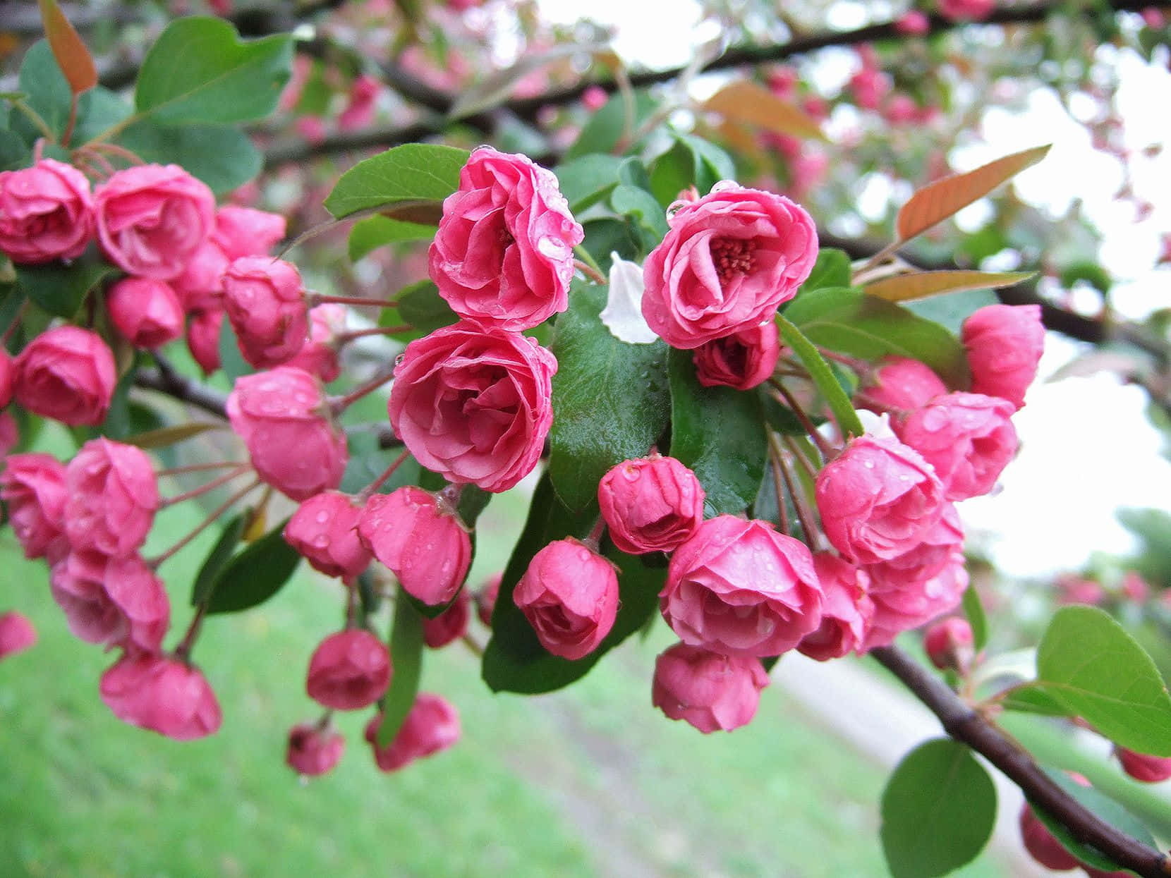 Flower Tree, pink blossoms, dewdrops, HD Desktop Wallpaper