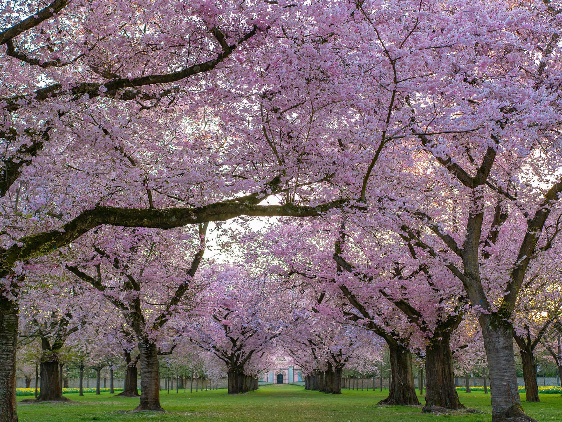 Flower Tree, cherry blossom trees, pink canopy, Full HD Desktop Wallpaper