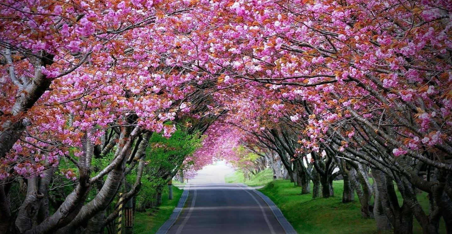 Flower Tree, pink cherry blossoms, winding road, HD Desktop Wallpaper