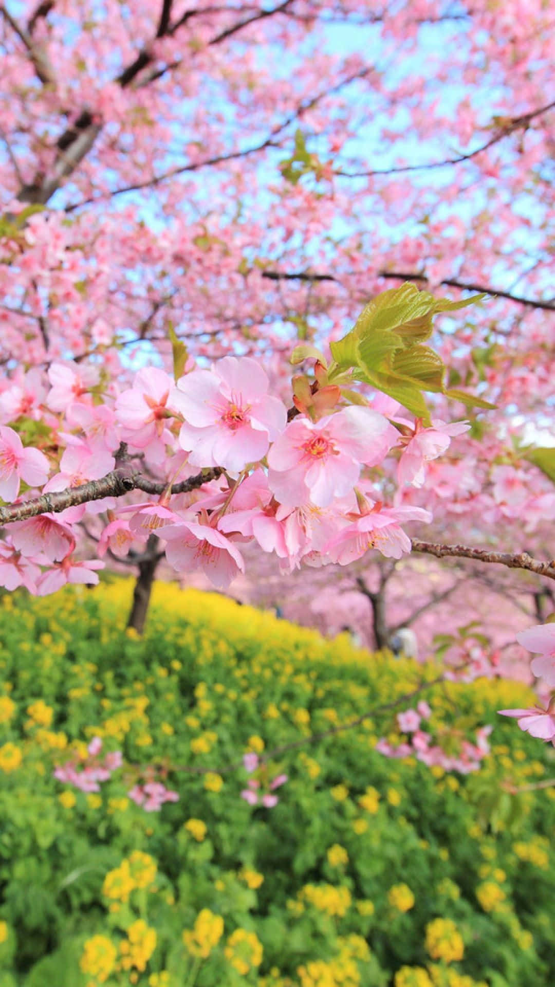 Flower Tree, pink cherry blossoms, clear blue sky, Full HD Phone Wallpaper