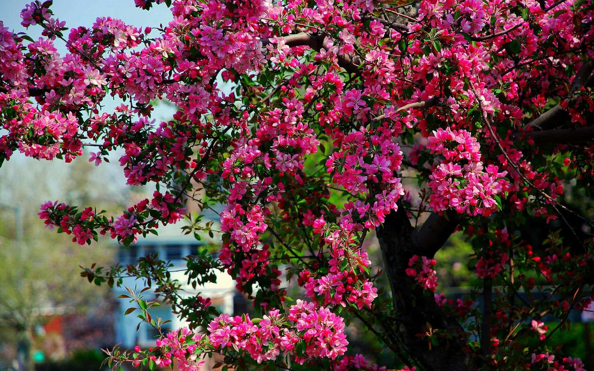 flower tree, pink blossoms, soft blue sky, Full HD Desktop Wallpaper