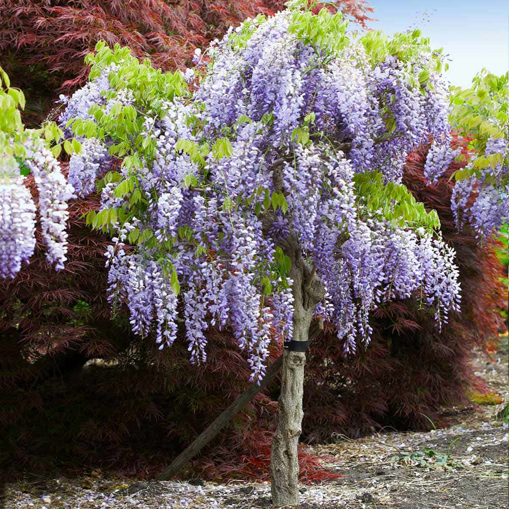 Flower Tree, wisteria tree, purple flowers, SD Desktop Wallpaper