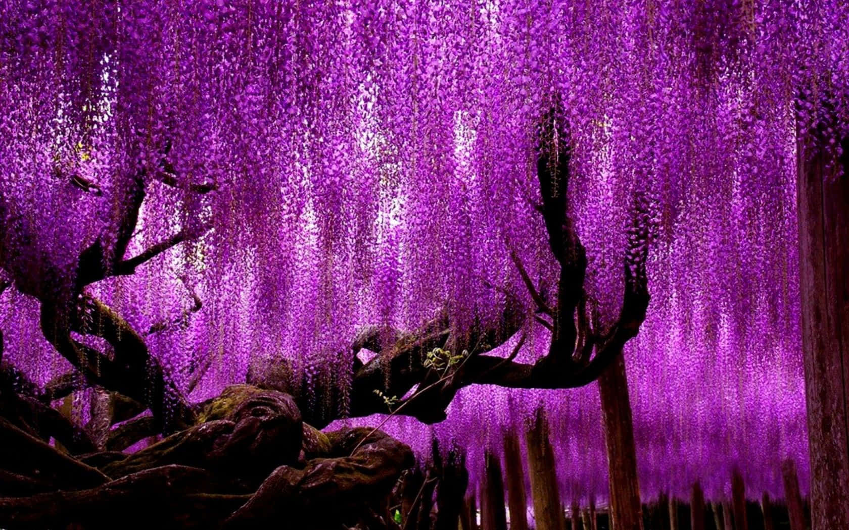 flower tree, vibrant purple wisteria, dark twisted tree branches, HD Desktop Wallpaper