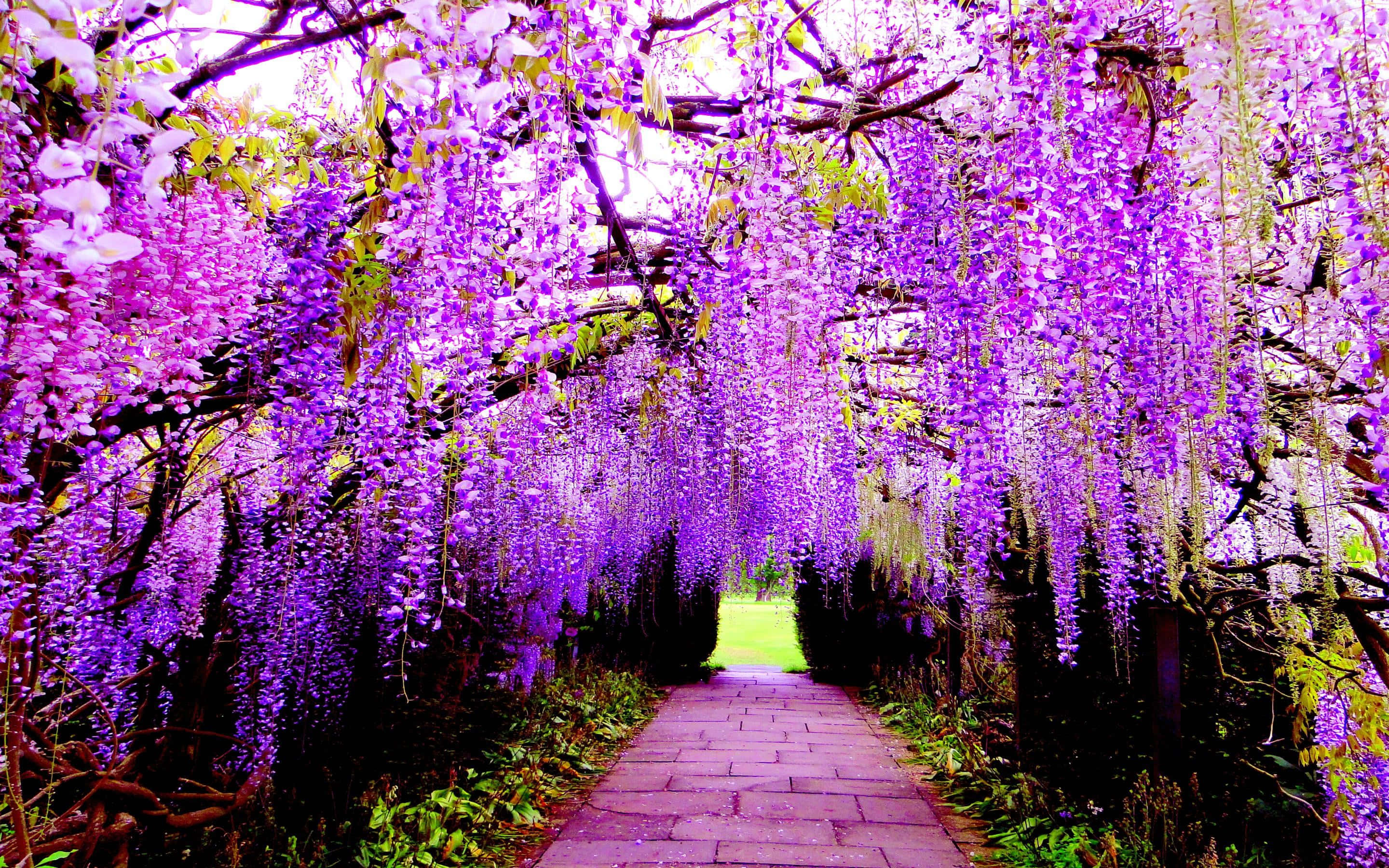 flower tree, vibrant purple wisteria tunnel, stone path, 2K Desktop Wallpaper