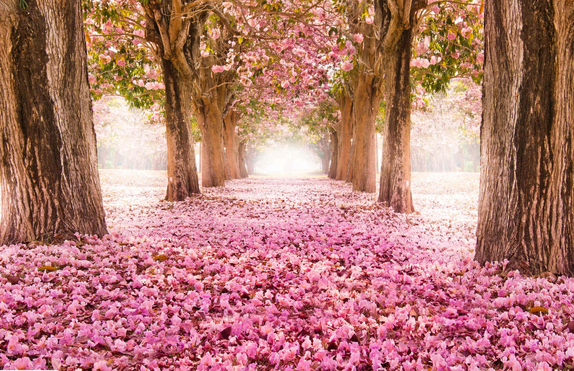 flower tree, pink cherry trees, petals, Full HD Desktop Wallpaper