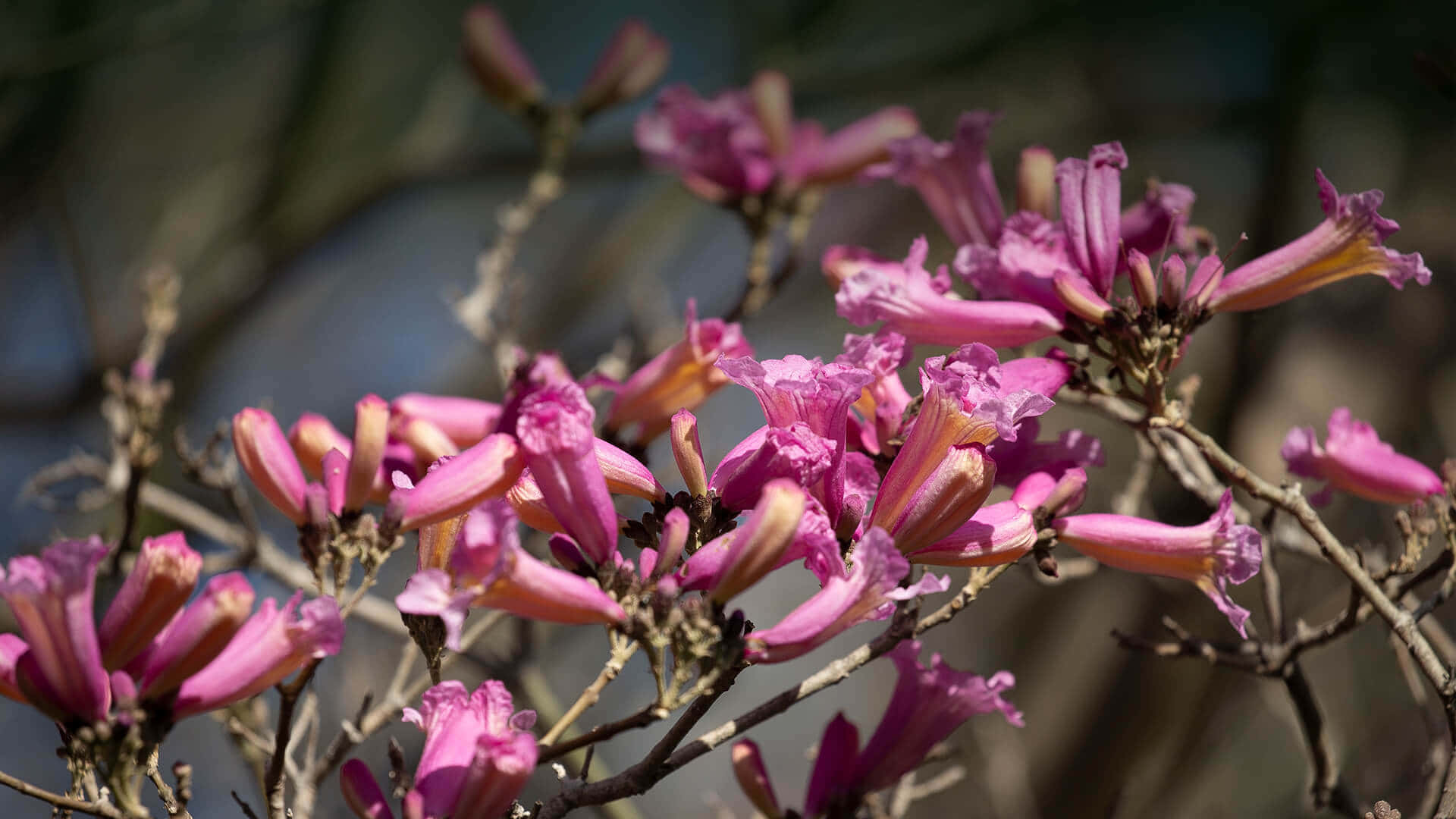 Flower Tree, pink trumpet-shaped flowers, bare branches, Full HD Desktop Wallpaper