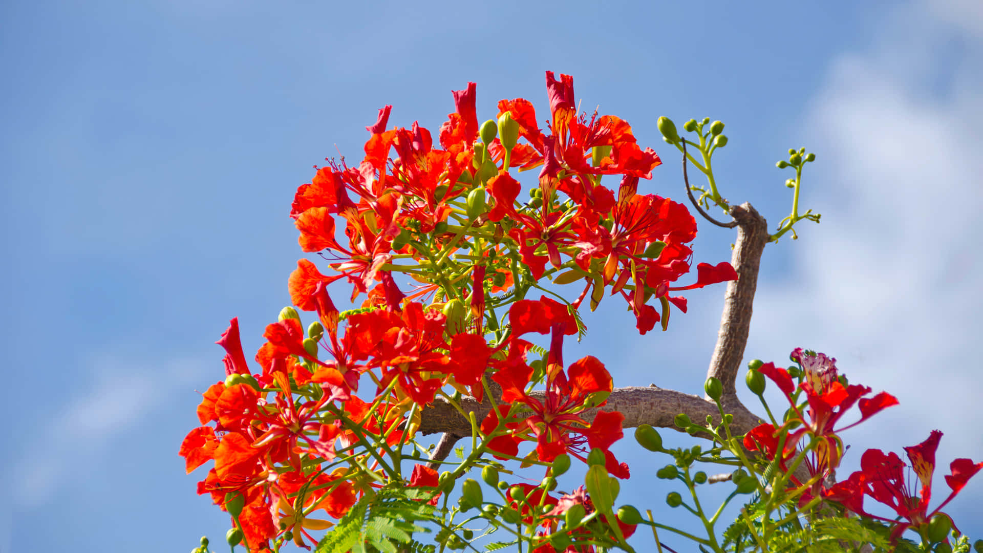 Flower Tree, red flame tree, clear blue sky, Full HD Desktop Wallpaper