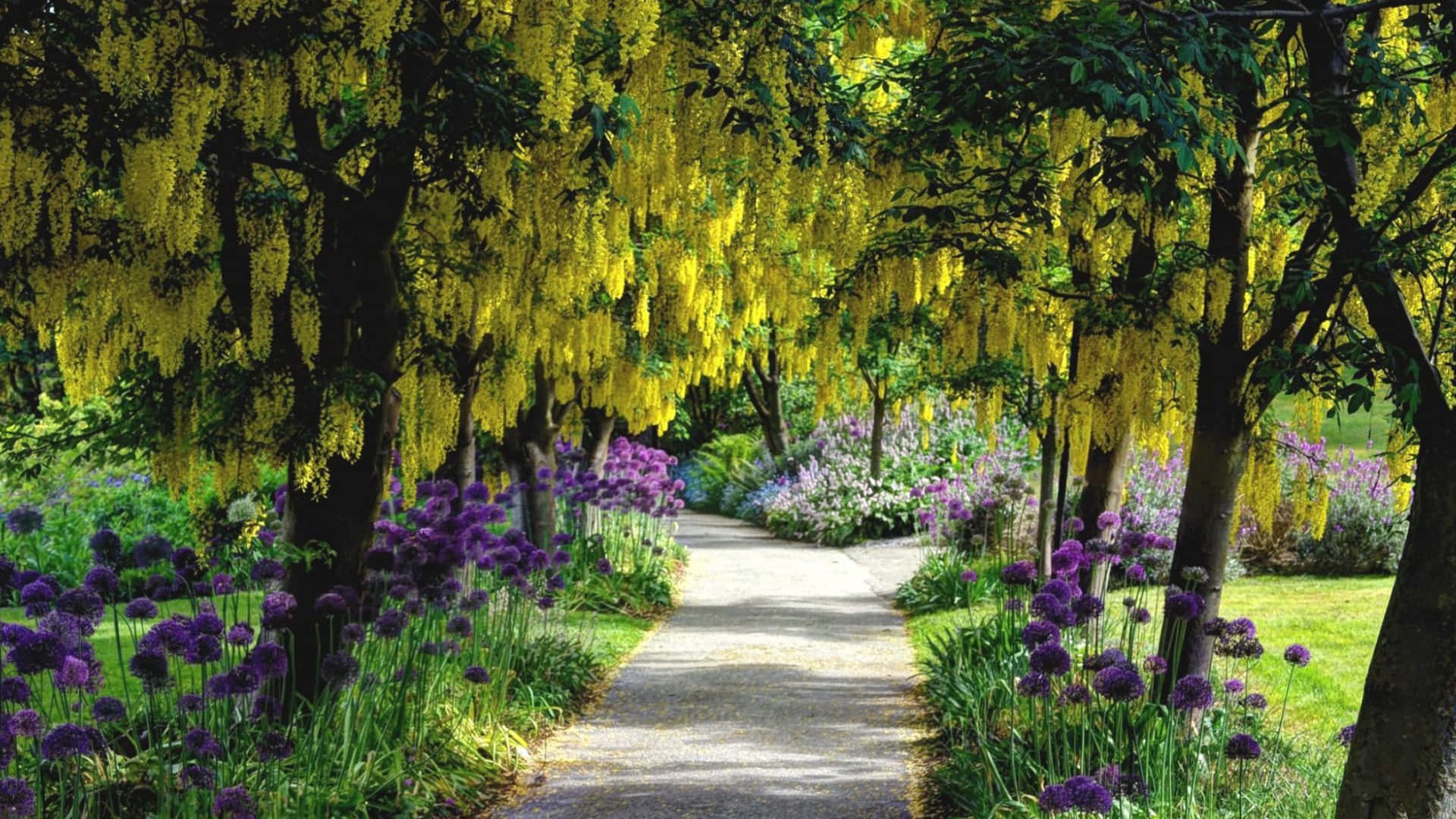 Flower Tree, golden yellow blossoms, purple alliums, Full HD Desktop Wallpaper