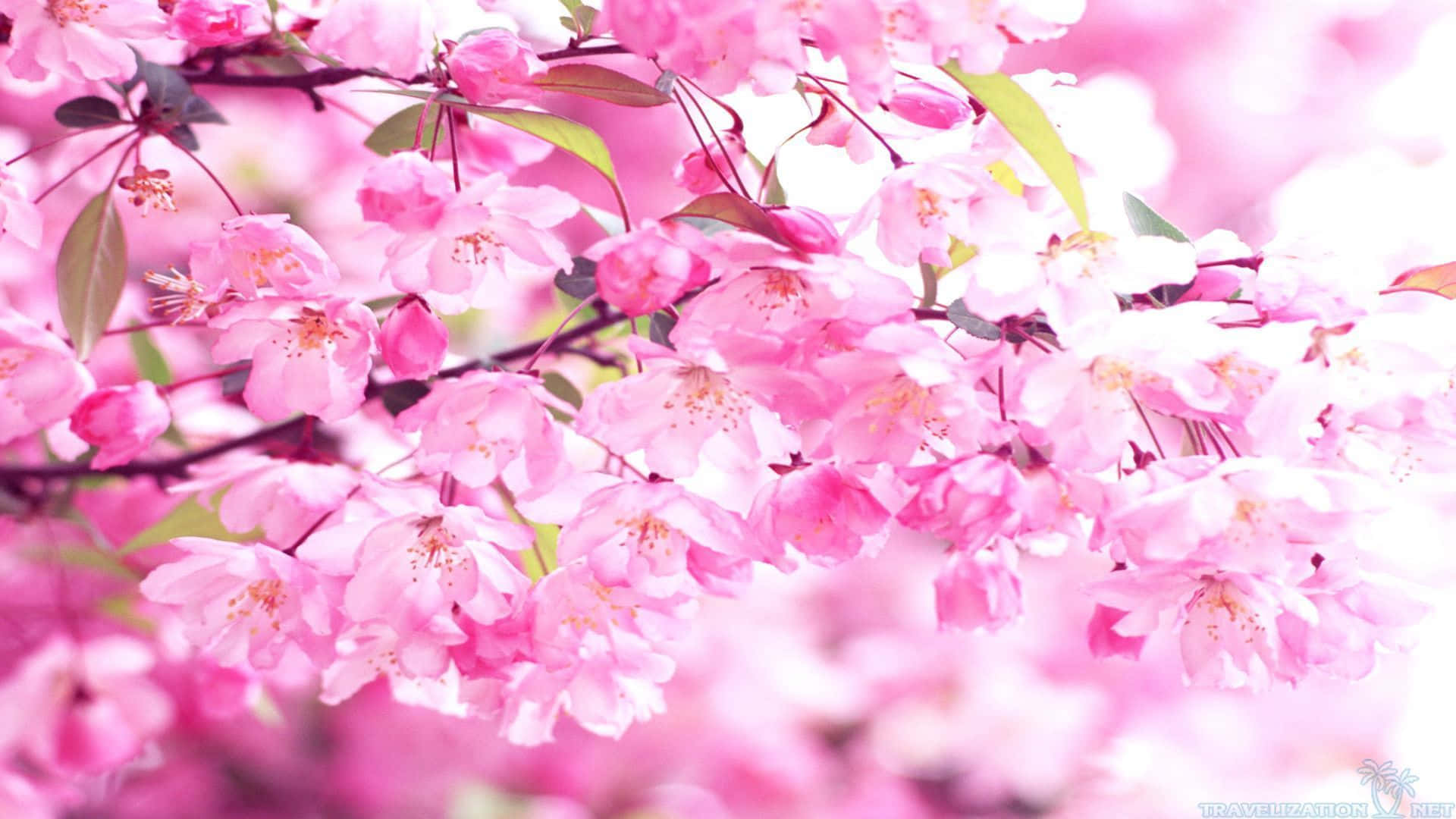 pink cherry blossom, vibrant pink cherry blossoms, delicate petals, Full HD Desktop Wallpaper