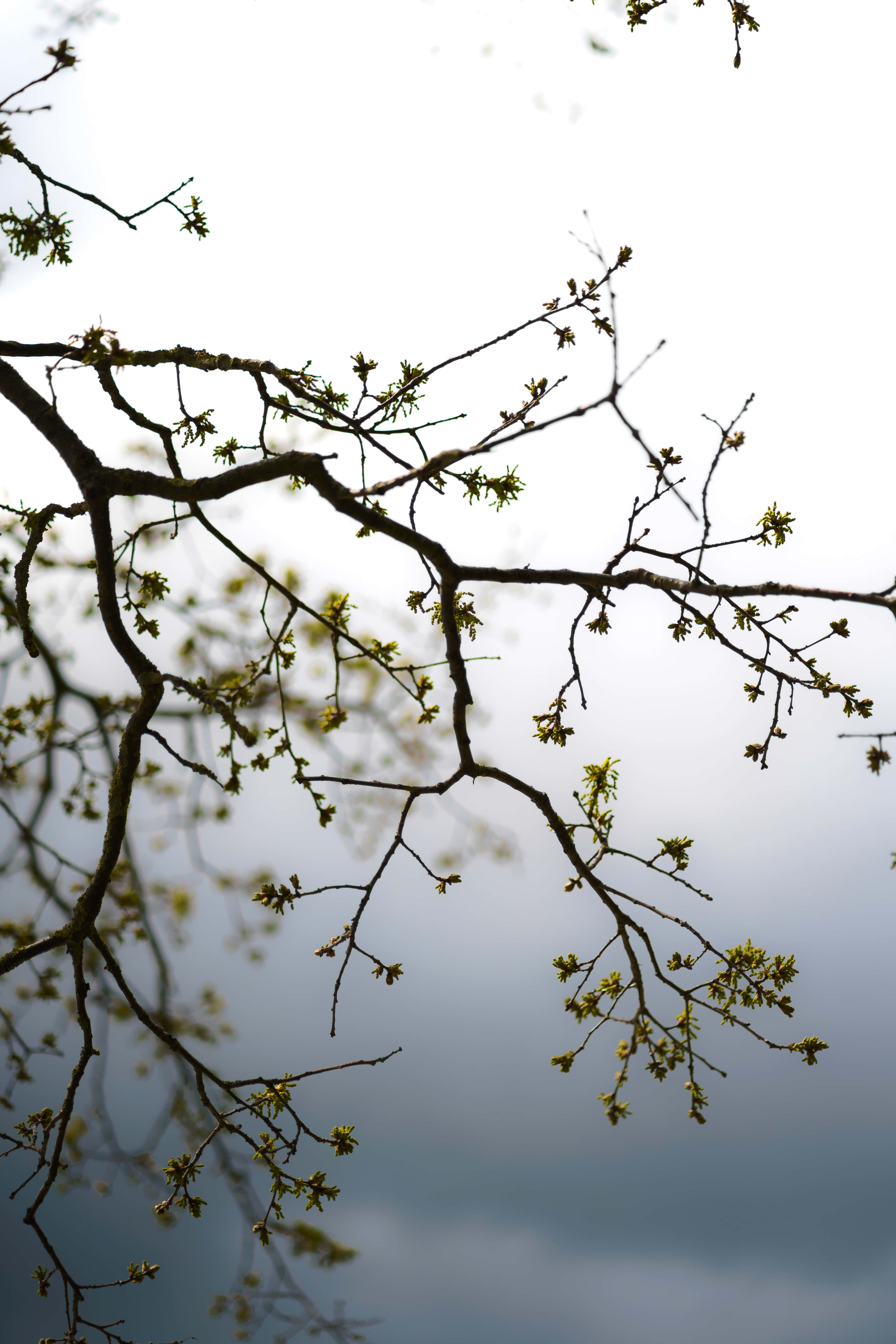 flower buds, tree branches, soft gradient sky, 5K Phone Wallpaper