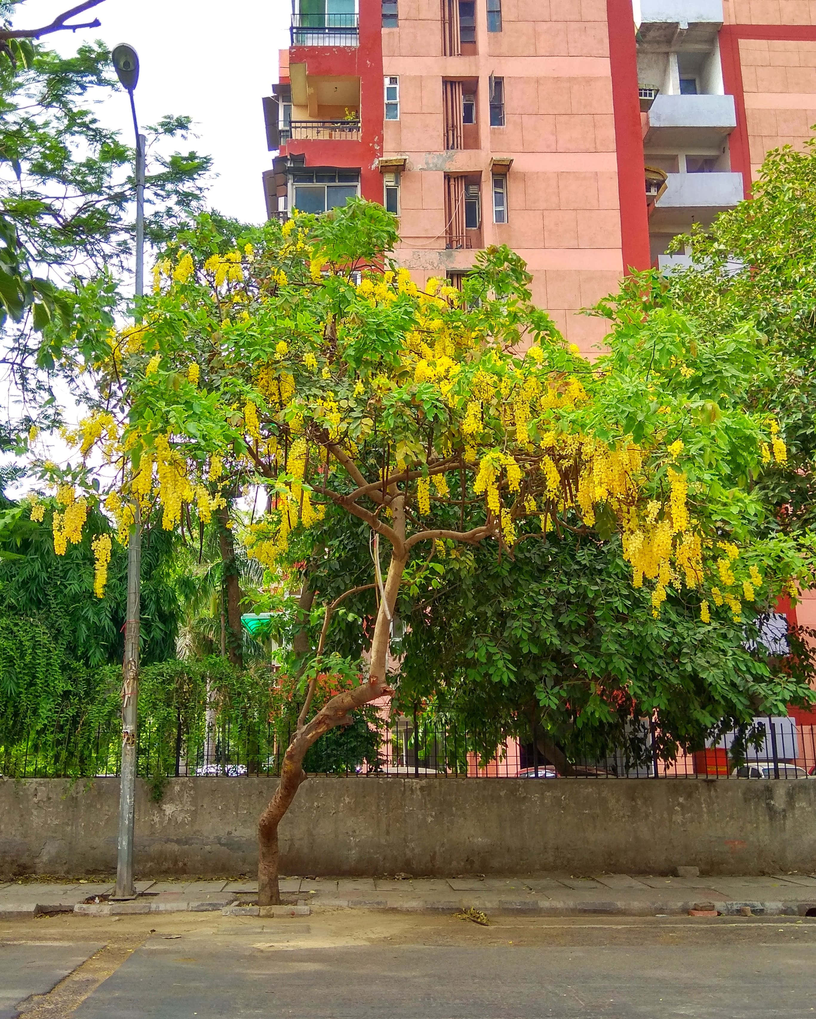 flower tree, yellow-flowered tree, pink and red apartment building, 2K Phone Wallpaper