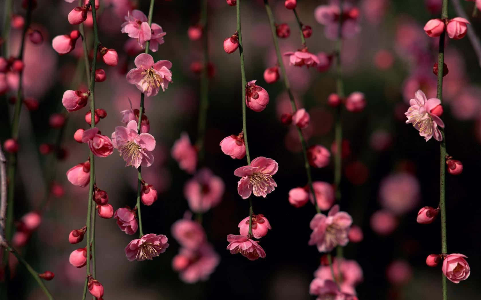 pink flower, branch, delicate pink blossoms, HD Desktop Wallpaper