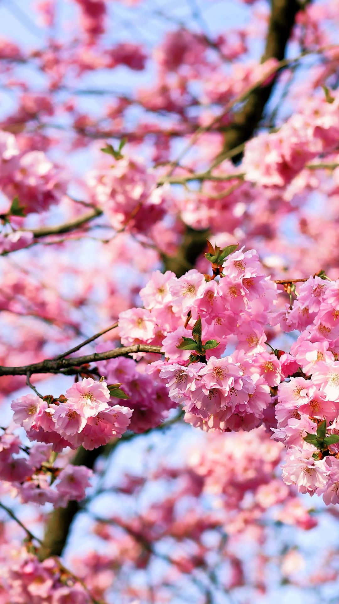 cherry blossom tree, pink flower, branches, Full HD Phone Wallpaper