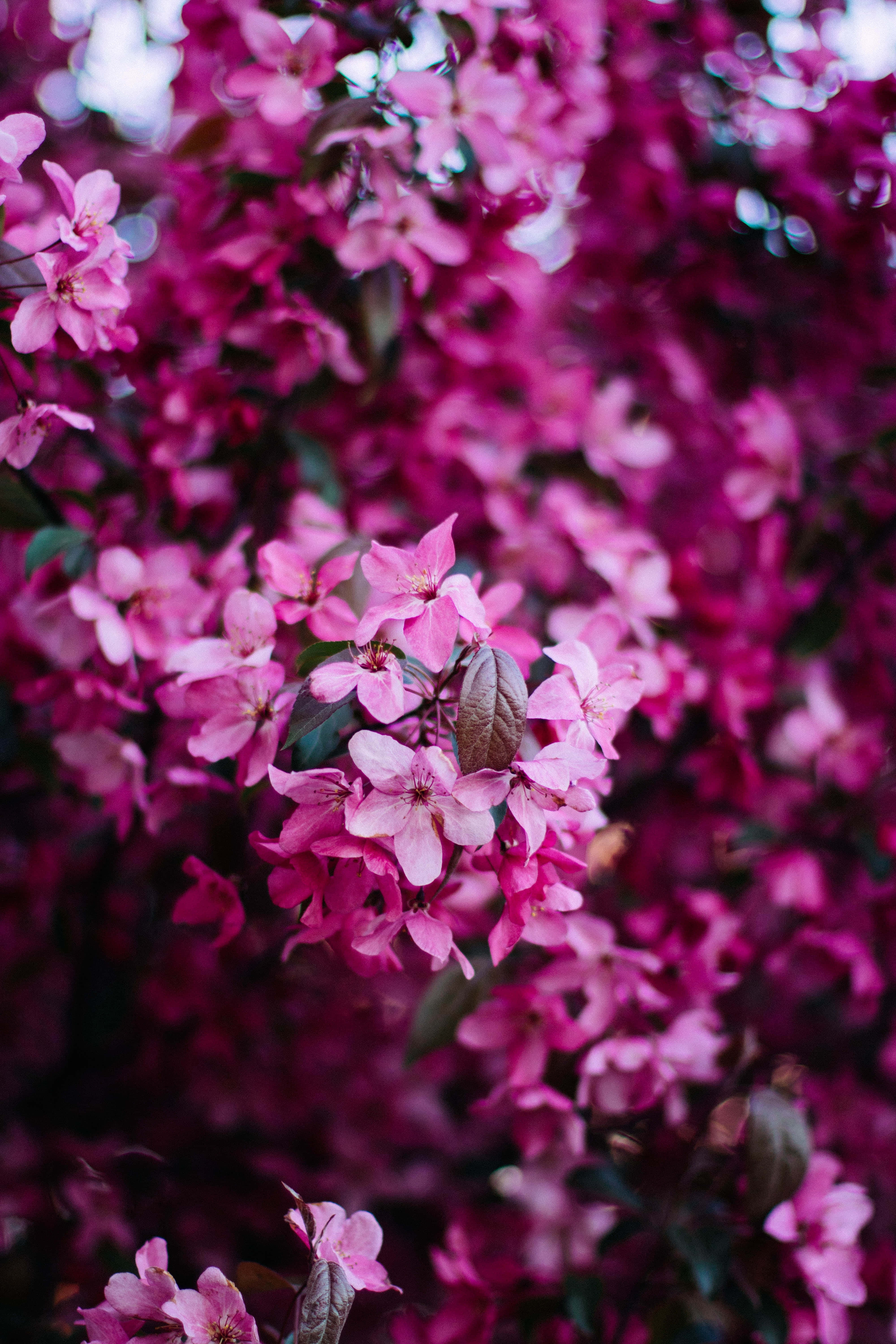 pink floral, pink flowers, tree, 5K Phone Wallpaper
