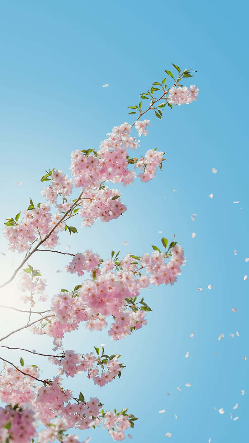 pink cherry blossom tree, blue sky, falling petals, HD Phone Wallpaper