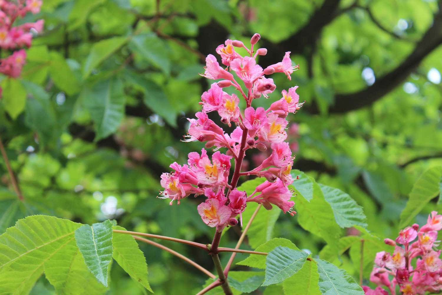 flower tree, pink horse chestnut flowers, lush green leaves, HD Desktop Wallpaper