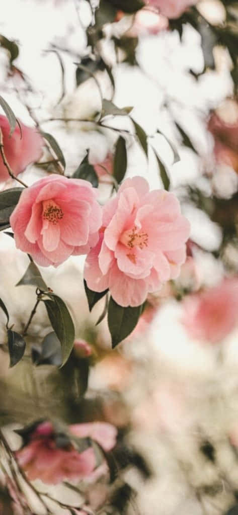pink camellia, dark green leaves, dreamy blurred background, SD Phone Wallpaper