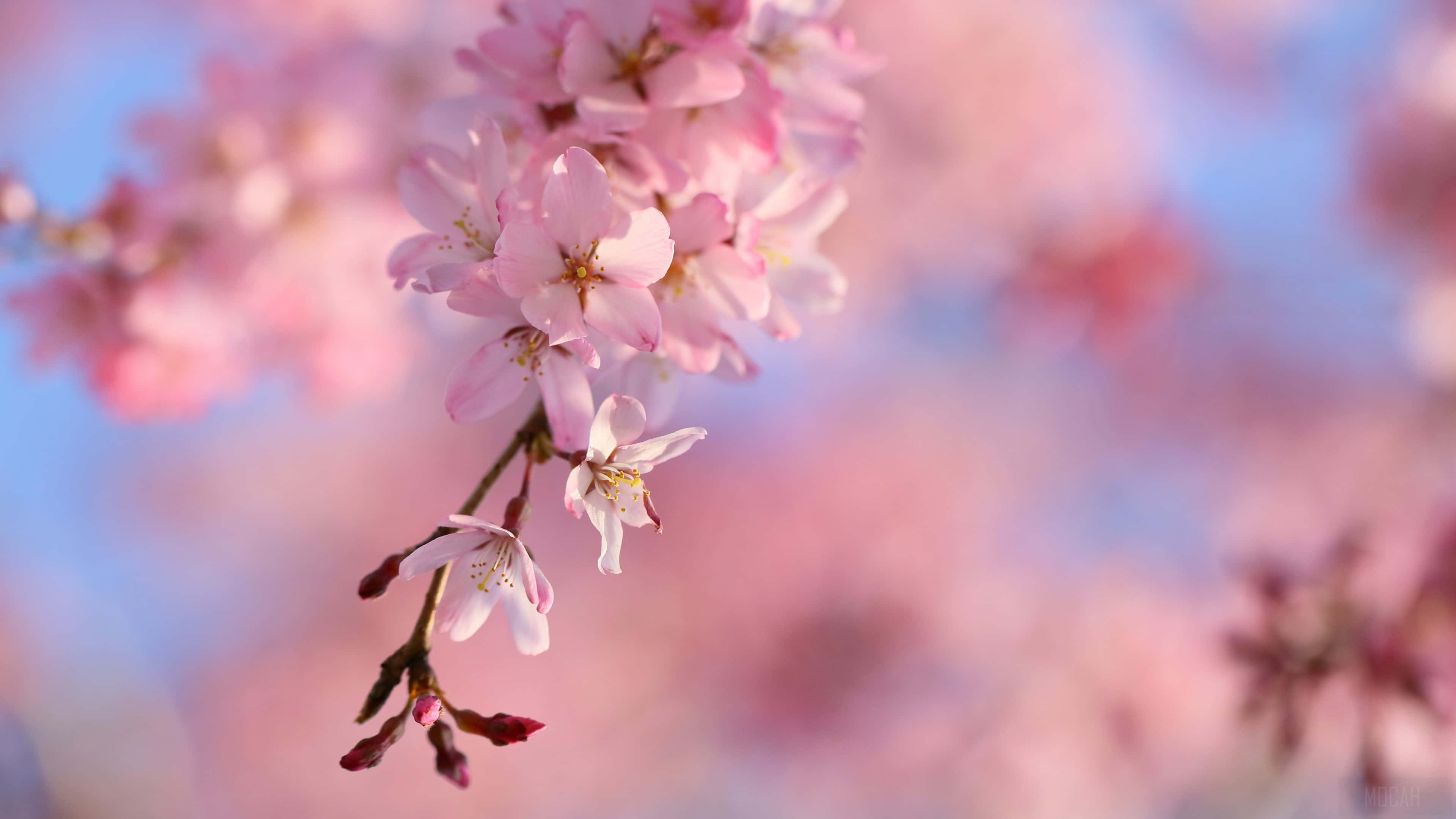 sakura pc, pink flower, cherry blossoms, 4K Desktop Wallpaper