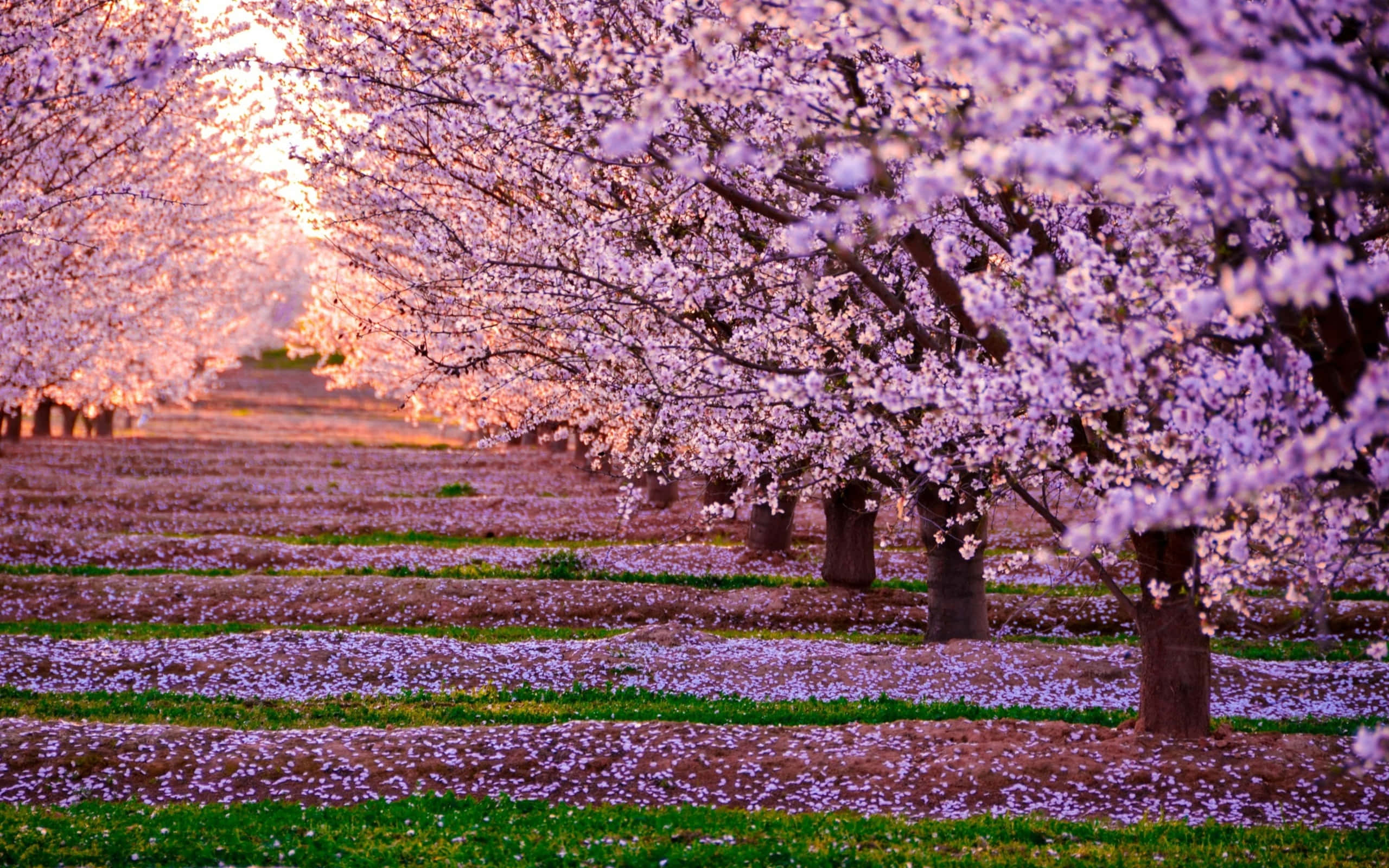 Flower Tree, cherry blossom trees, full bloom, 2K Desktop Wallpaper