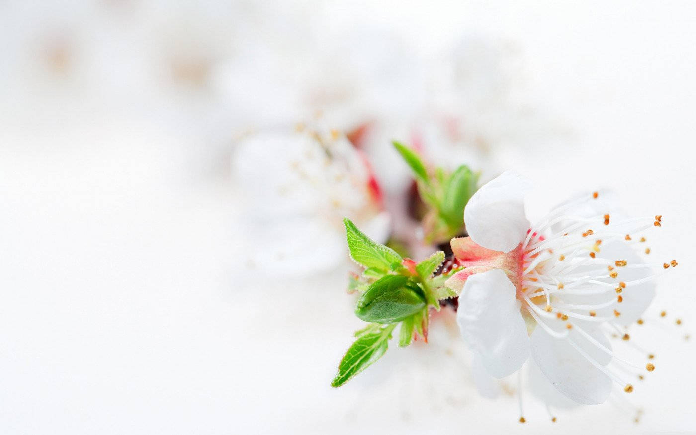 white flower blossom tree, white cherry blossom, pink center, HD Desktop Wallpaper