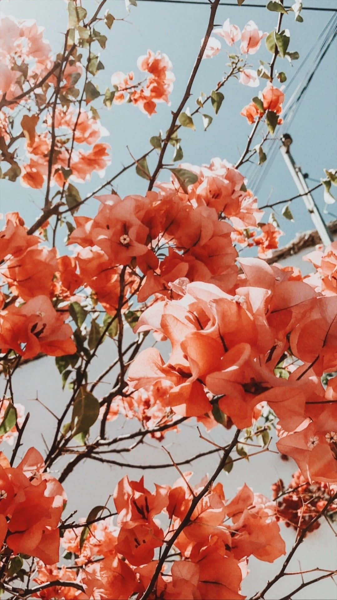 coral bougainvillea, clear blue sky, power lines, Full HD Phone Wallpaper