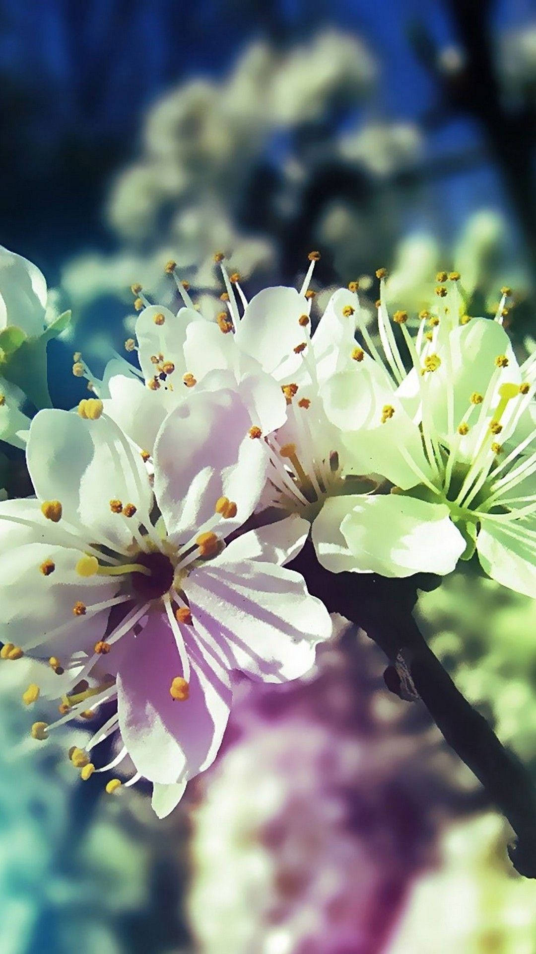 white flower, branch, yellow stamens, Full HD Phone Wallpaper
