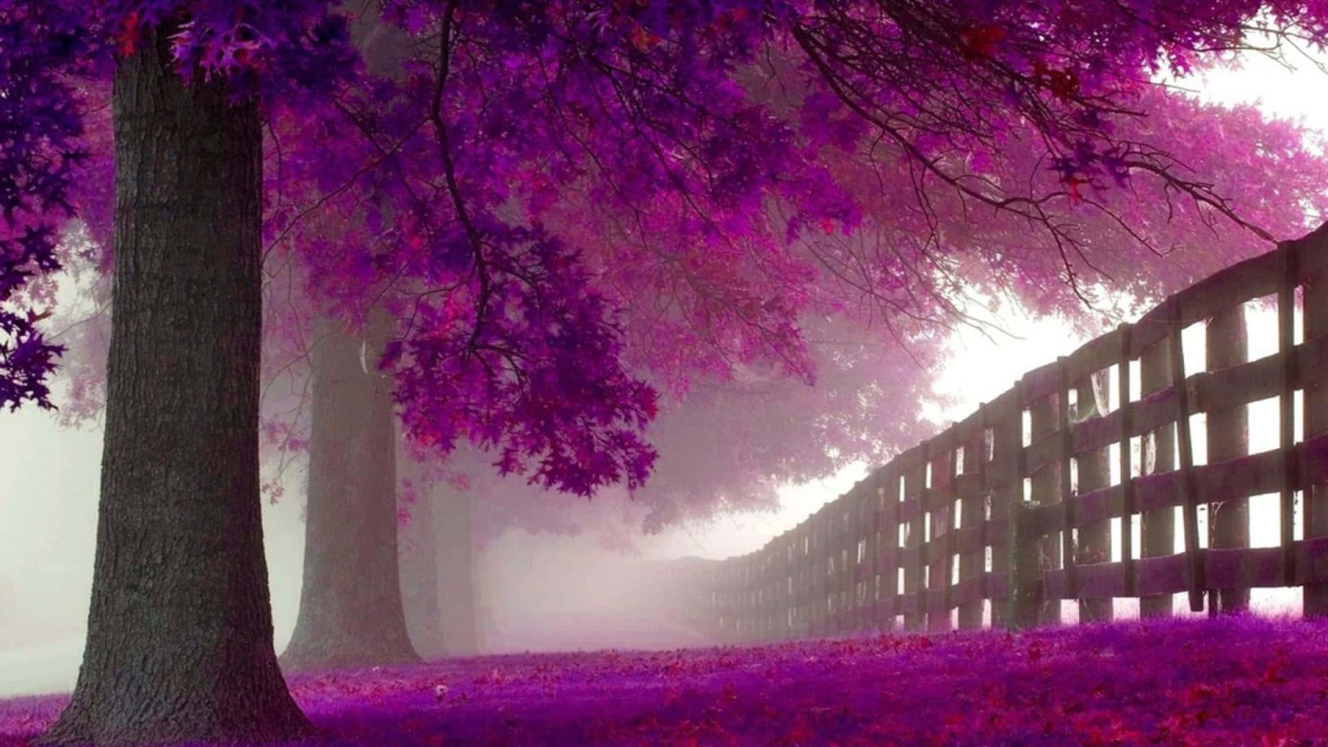 Flower Tree, purple foliage, misty path, Full HD Desktop Wallpaper