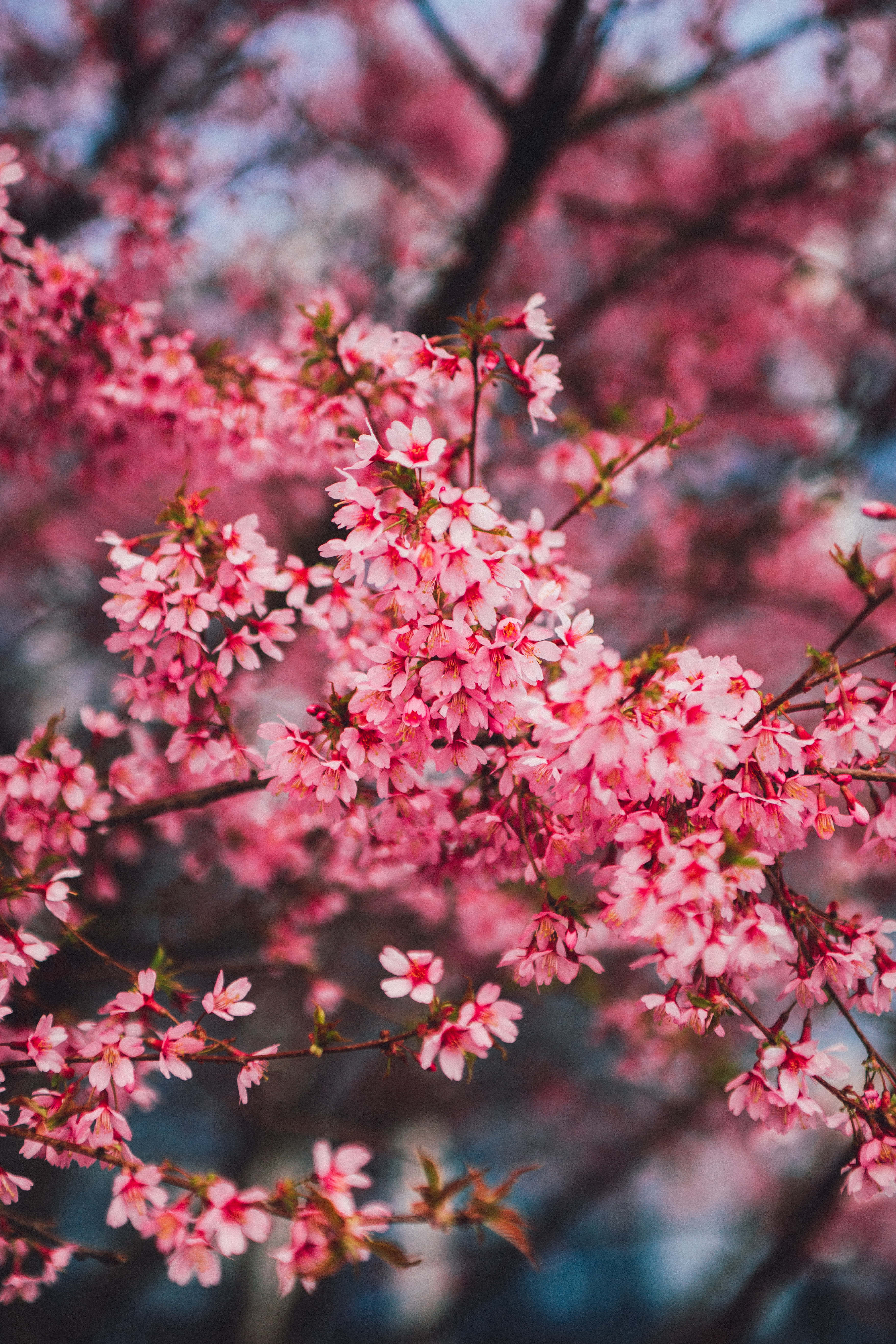 dark cherry blossom, pink tree, pink flowers, 5K Phone Wallpaper