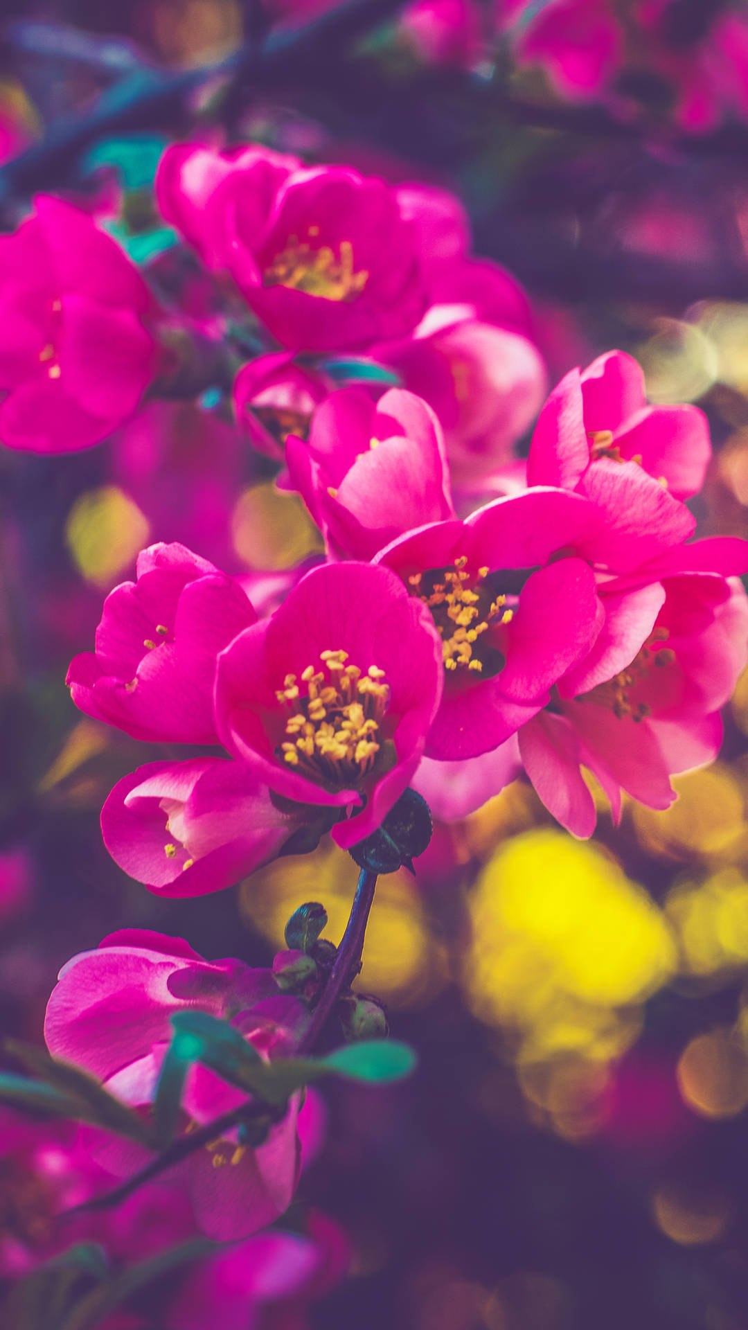 pink flowers, branch, yellow stamens, Full HD Phone Wallpaper