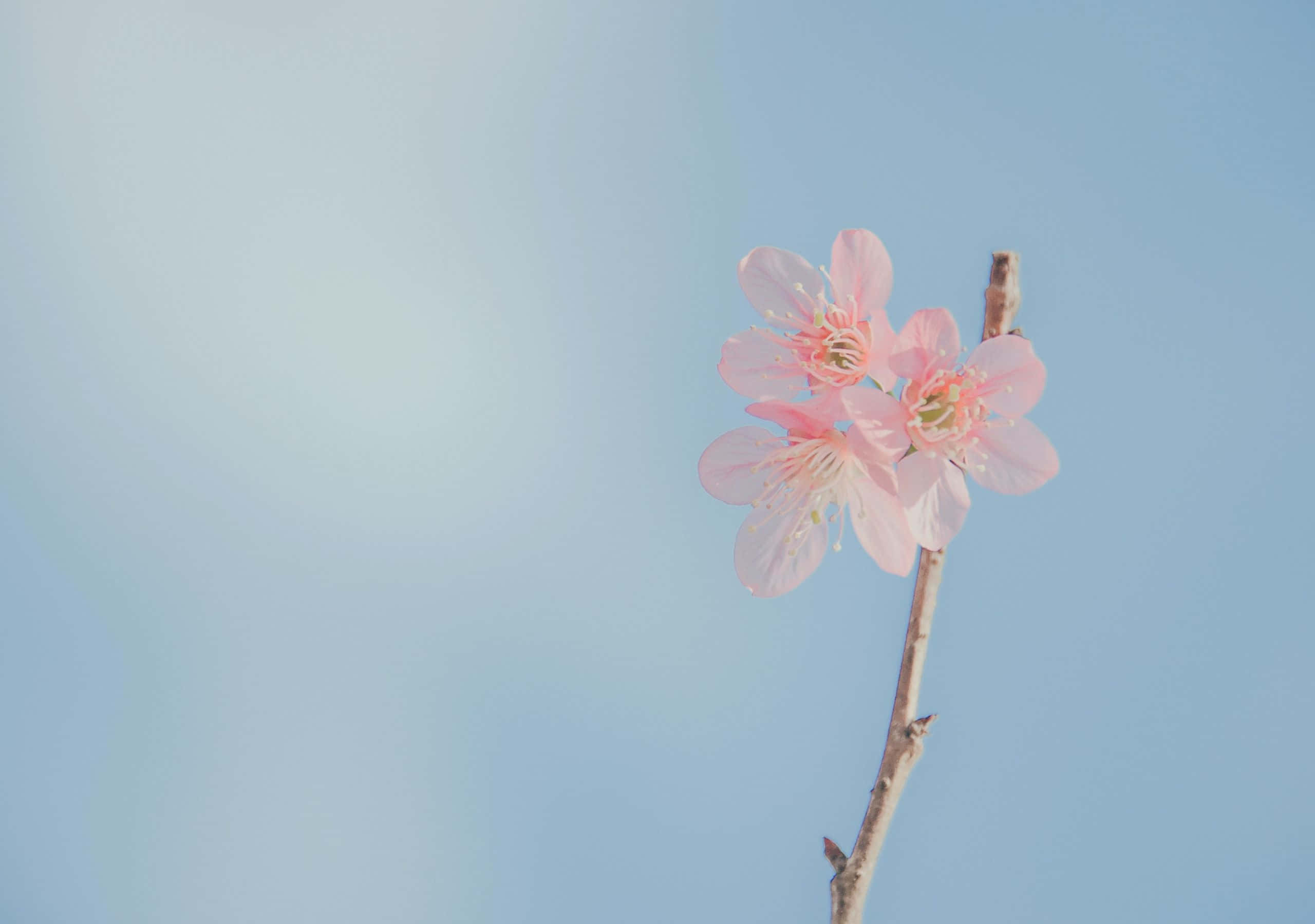 pink flower, slender branch, soft blue sky, 2K Desktop Wallpaper