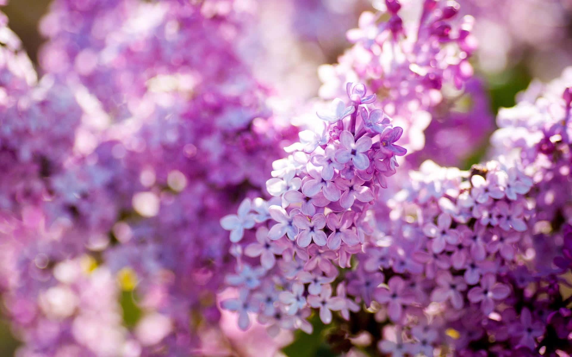 lilac tree, soft purple lilac blossoms, warm sunlight, Full HD Desktop Wallpaper