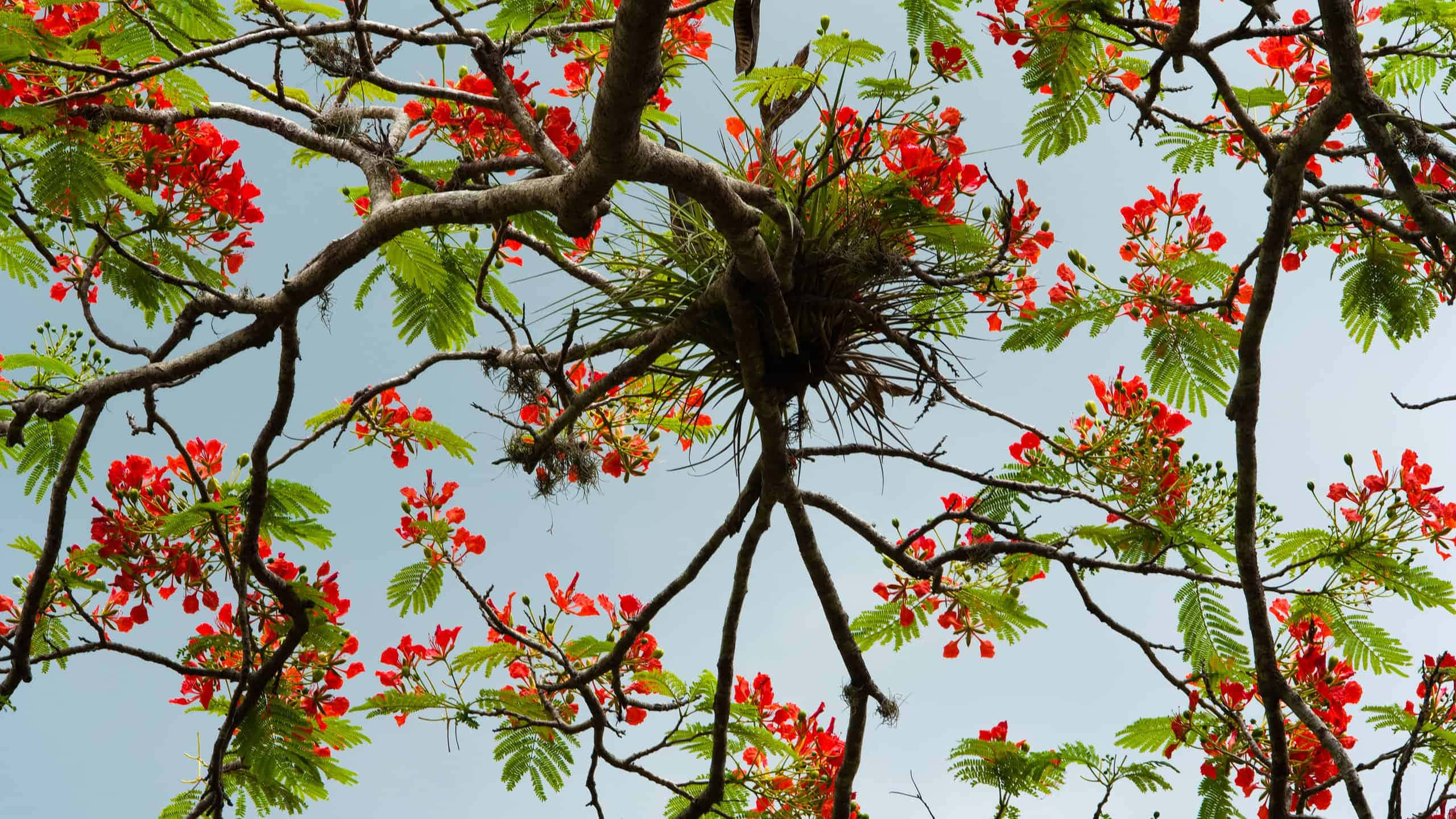 Flower Tree, red flowers, twisting tree branches, 2K Desktop Wallpaper
