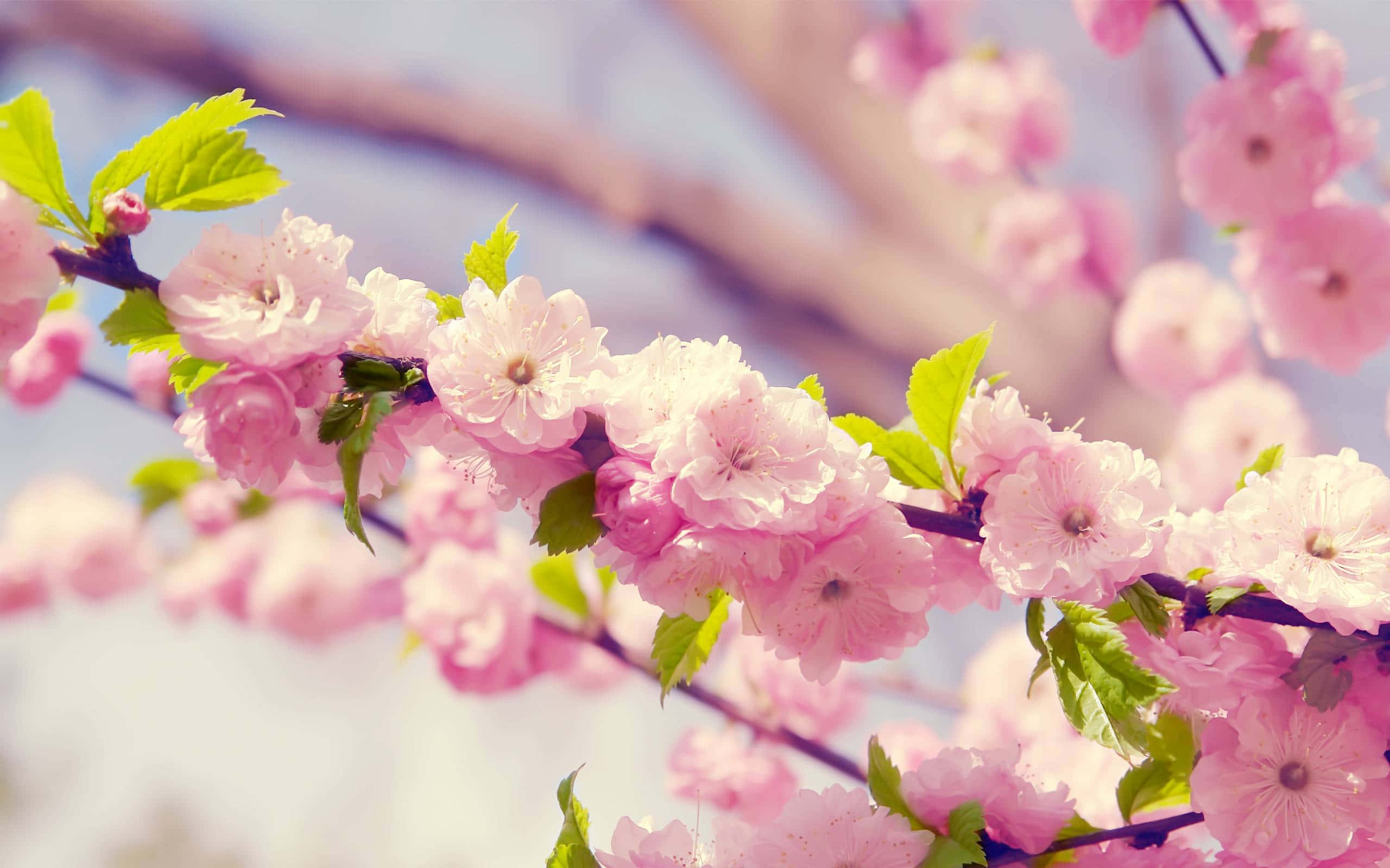 pink cherry blossoms, fresh green leaves, soft blurred sky, 2K Desktop Wallpaper