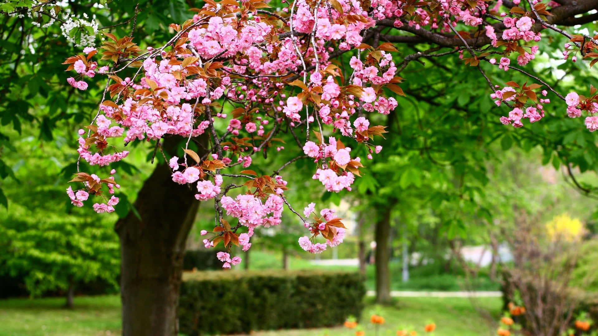 pink flowering tree, cherry blossoms, park, Full HD Desktop Wallpaper