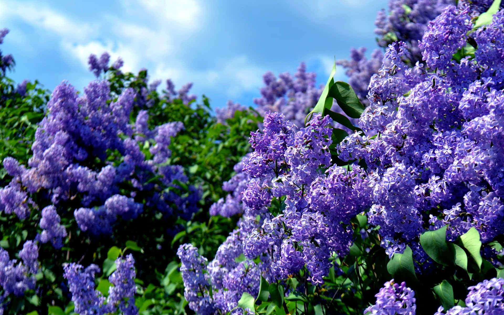 lilac tree, vibrant purple lilac blossoms, bright blue sky, Full HD Desktop Wallpaper