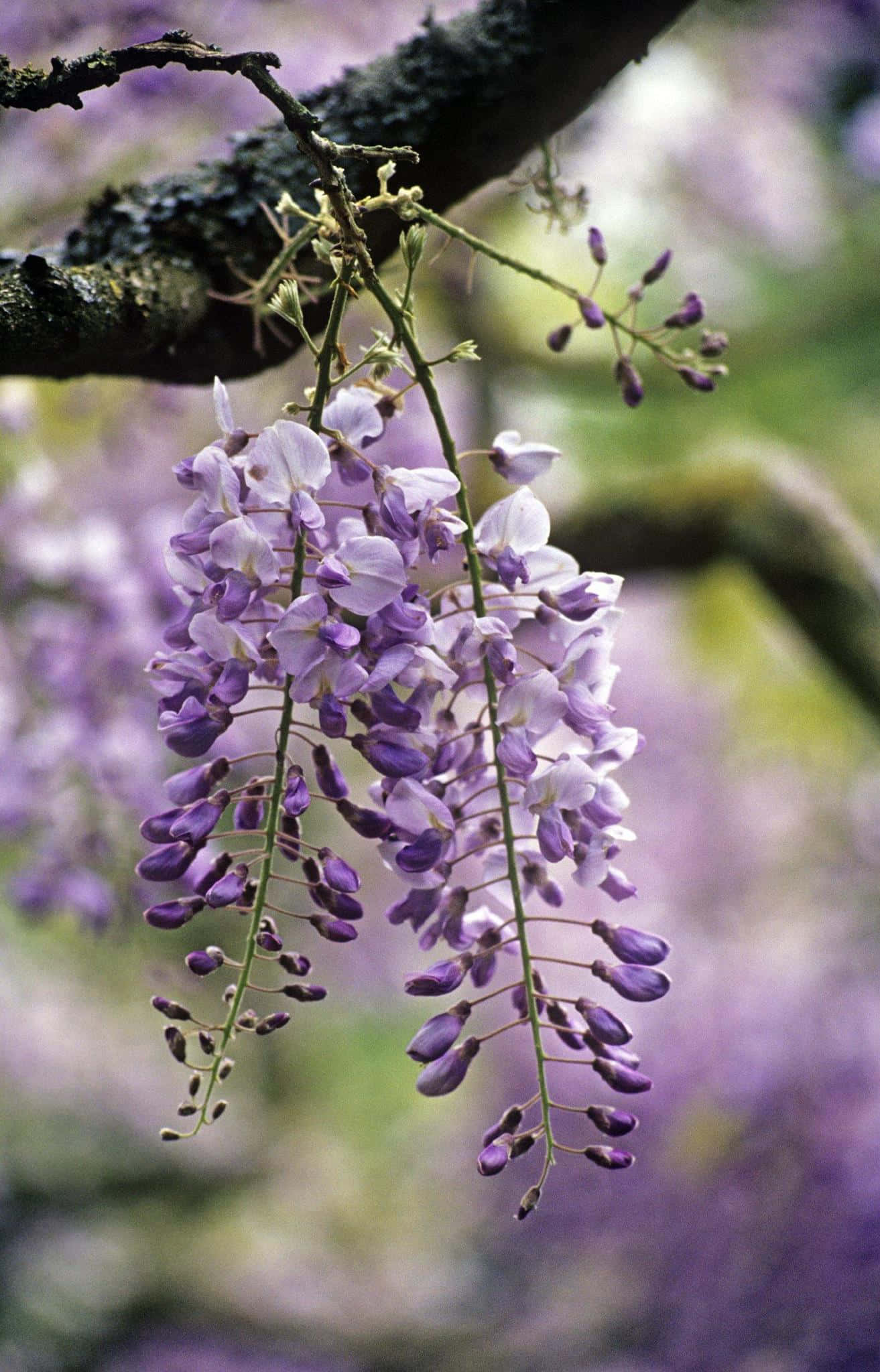 wisteria, purple wisteria blossoms, dark textured branch, Full HD Phone Wallpaper