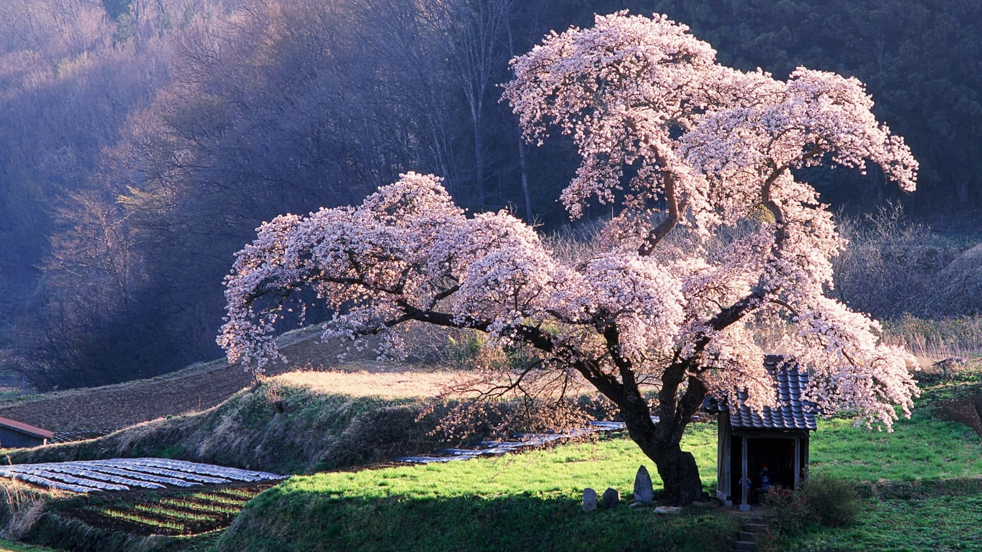 sakura pc, cherry blossom tree, pink blossoms, Full HD Desktop Wallpaper