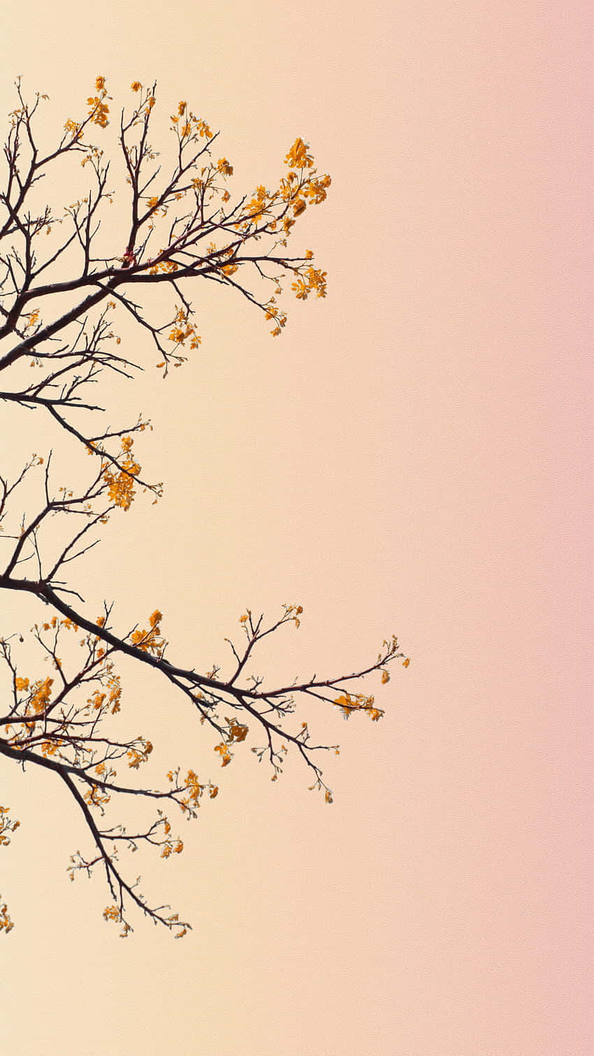 pastel sky, floral branches, golden flowers, HD Phone Wallpaper