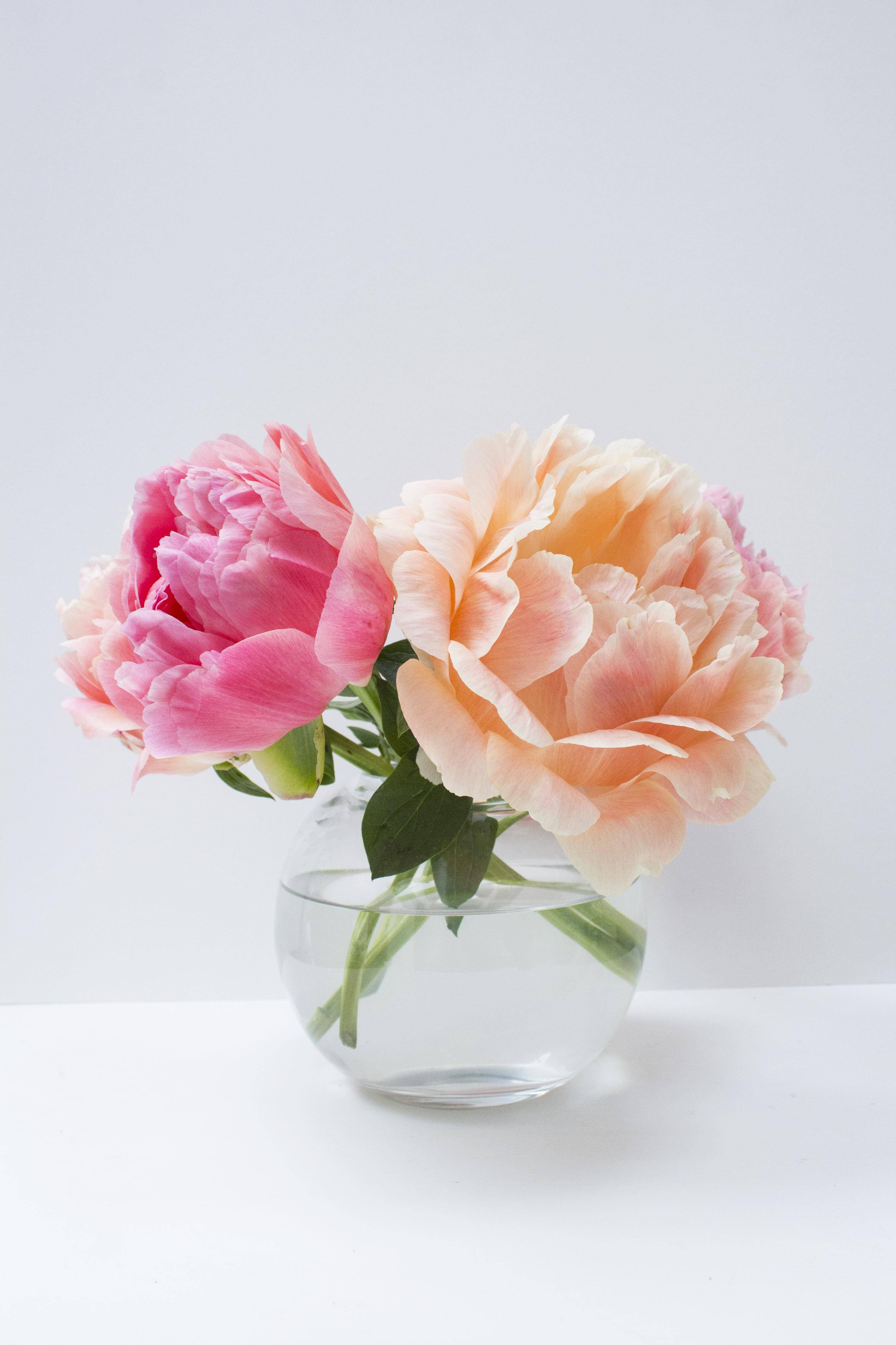 peony, pink, orange, 4K Phone Wallpaper