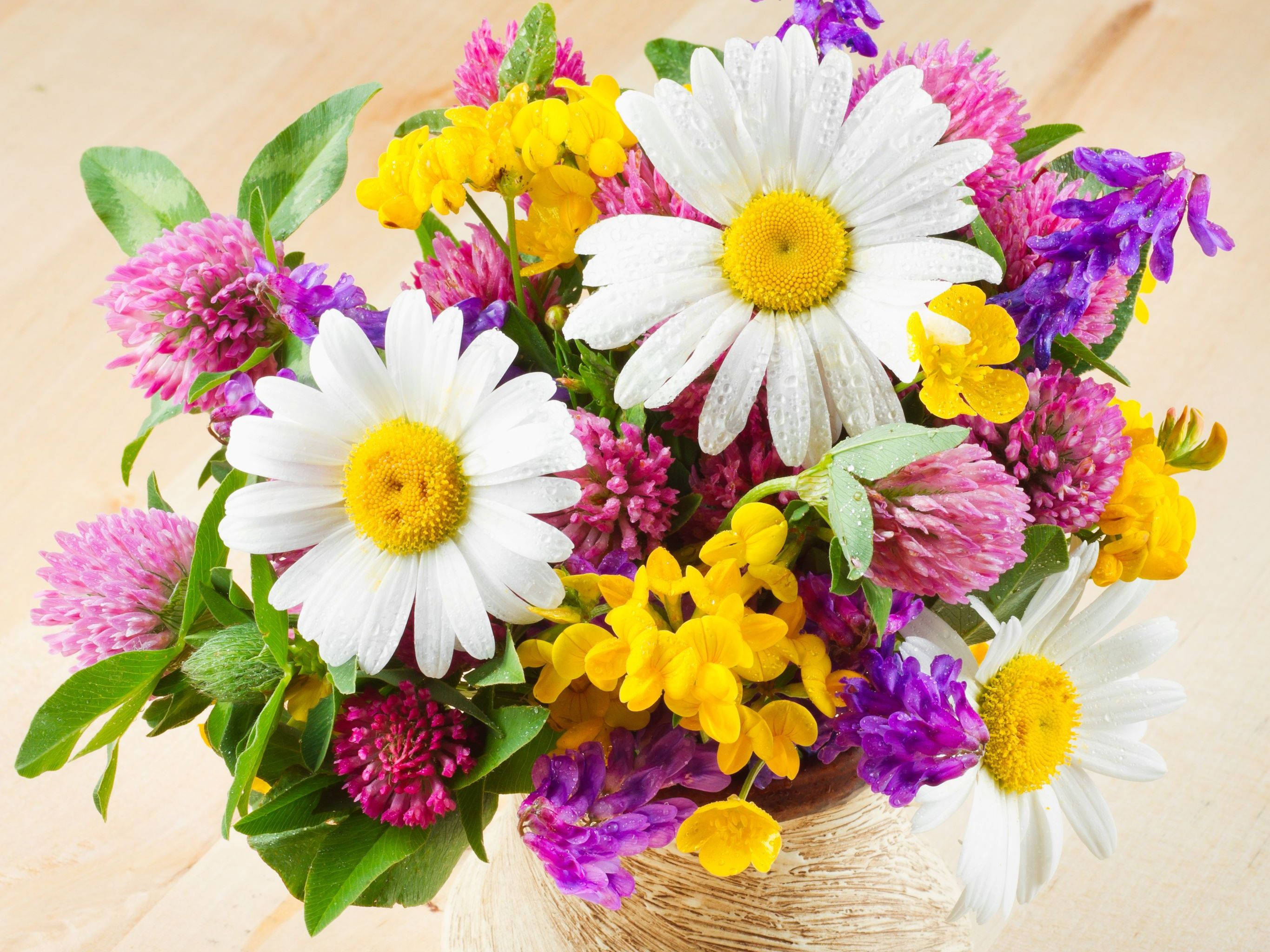 white daisies, yellow clover, purple flowers, 2K Desktop Wallpaper