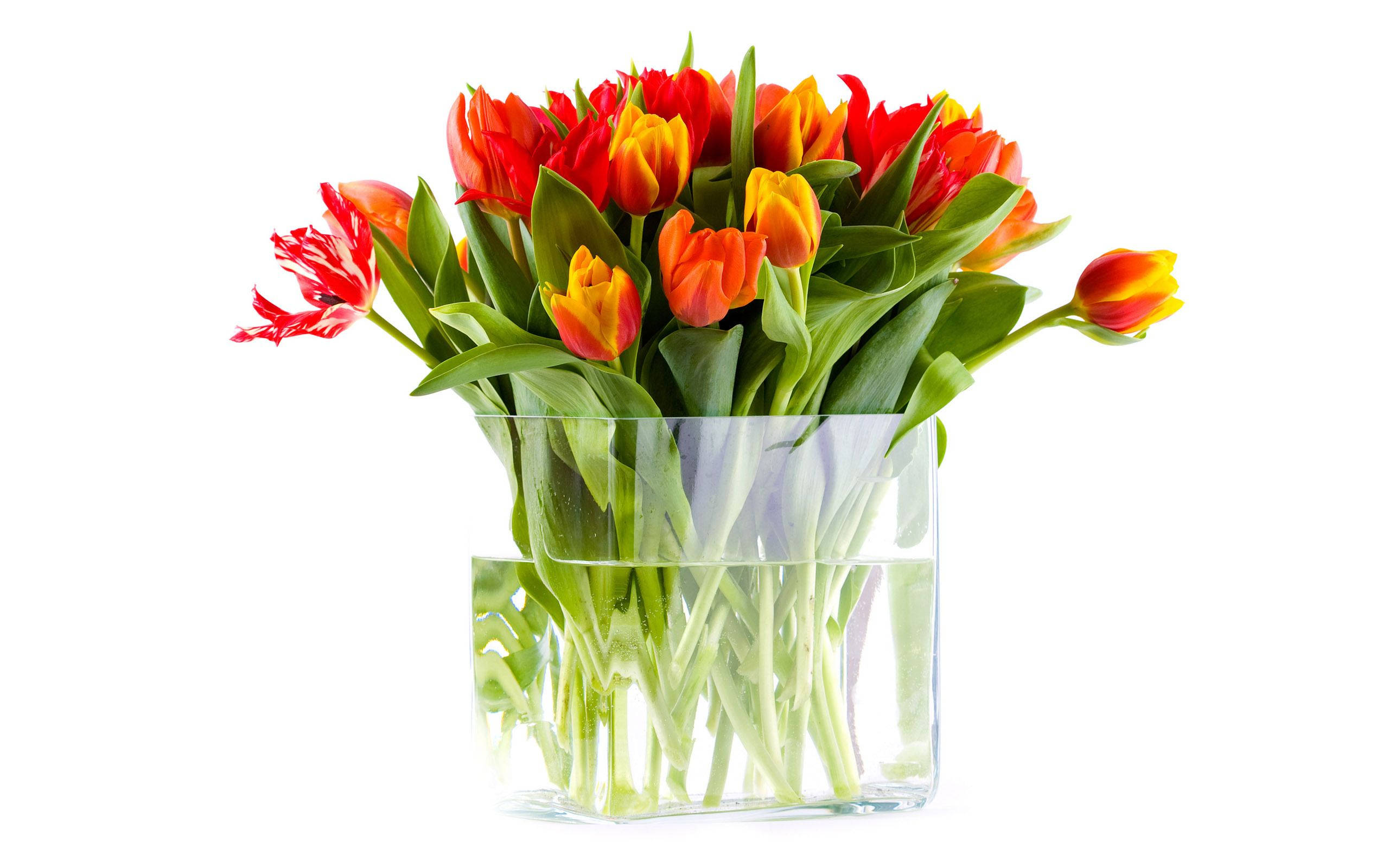 red orange tulips, clear glass vase, stark white background, 2K Desktop Wallpaper