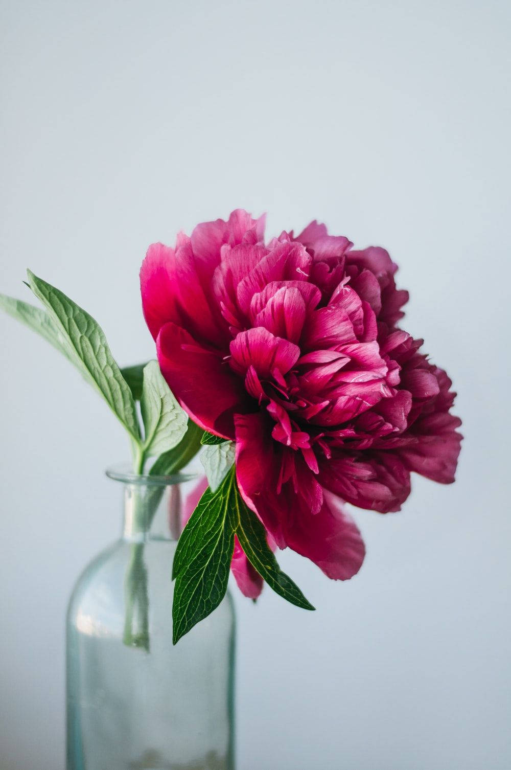 deep pink peony, vibrant magenta peony, clear glass vase, HD Phone Wallpaper