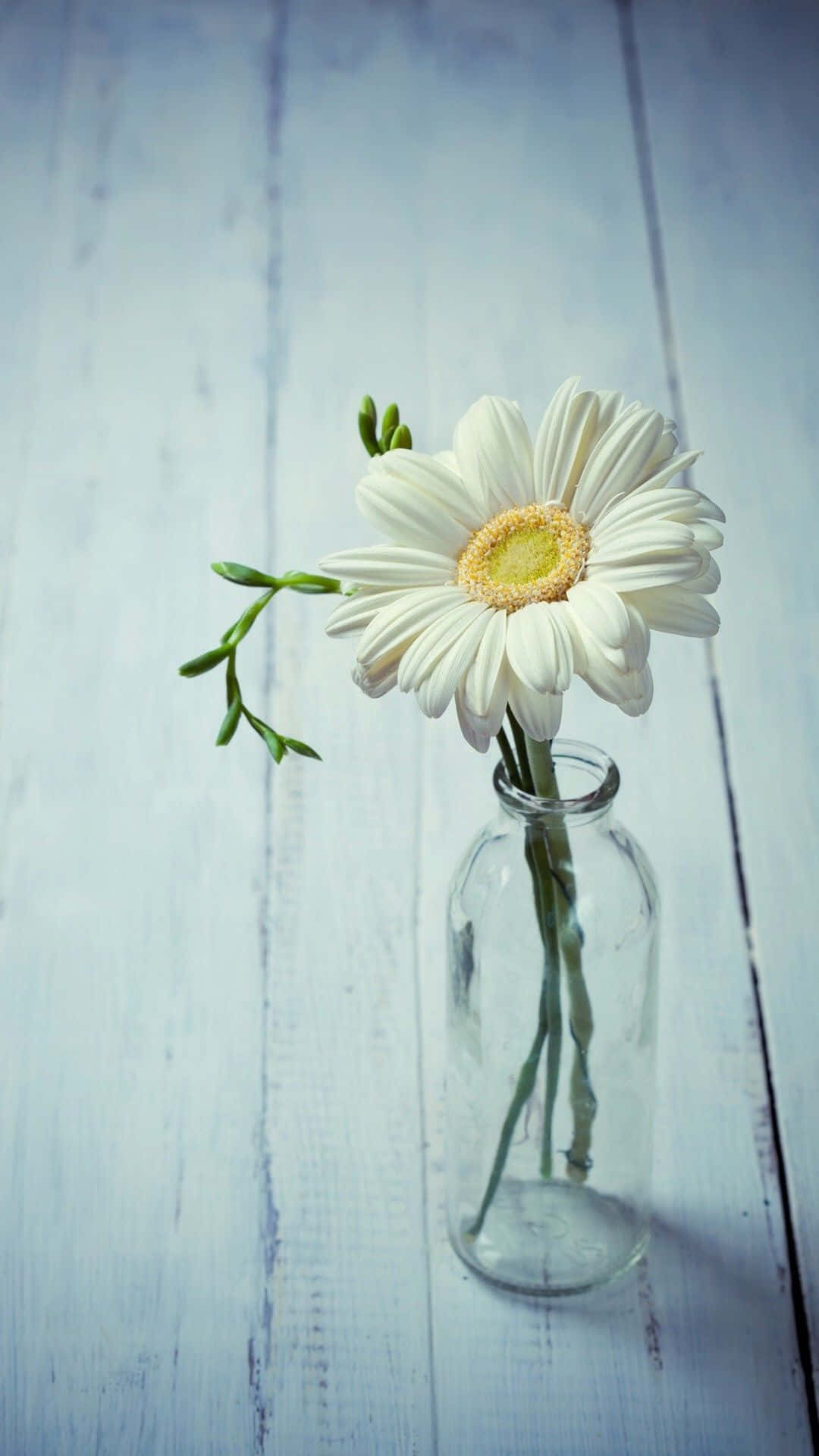 aesthetic daisy, white daisy, yellow center, Full HD Phone Wallpaper