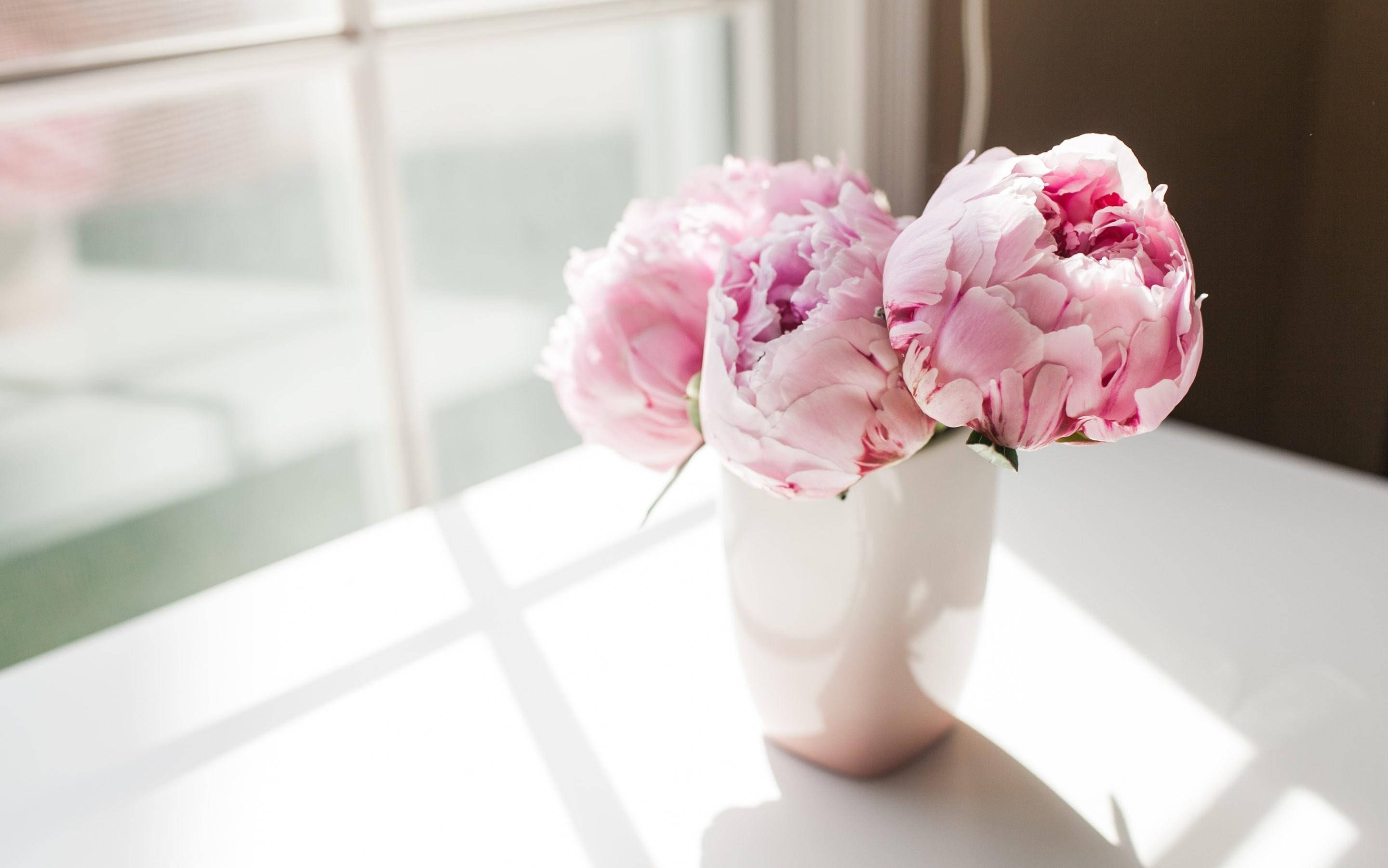 pink peony flowers, white vase, window light, 2K Desktop Wallpaper