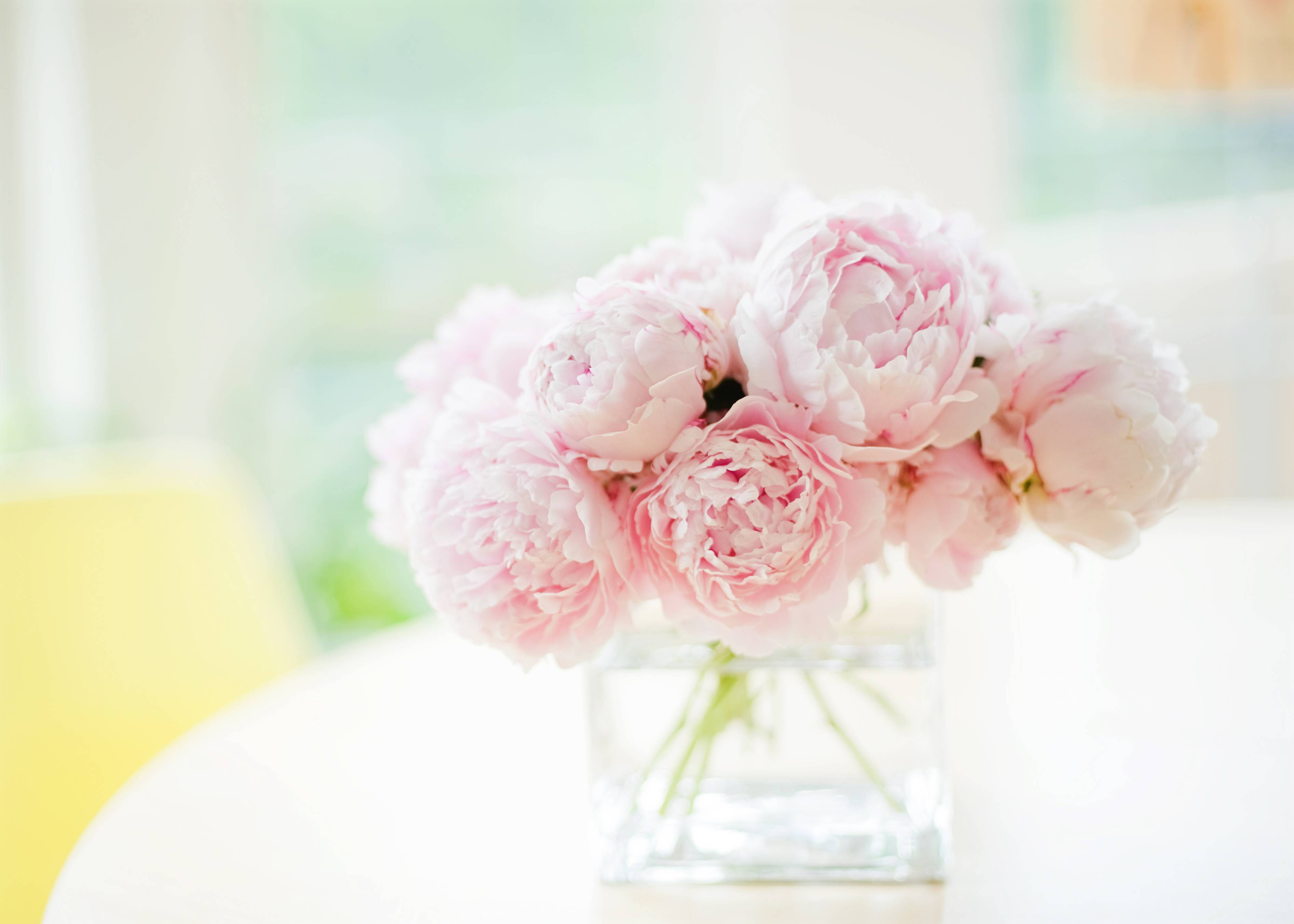 soft pink peony flowers, clear glass vase, white table, 2K Desktop Wallpaper