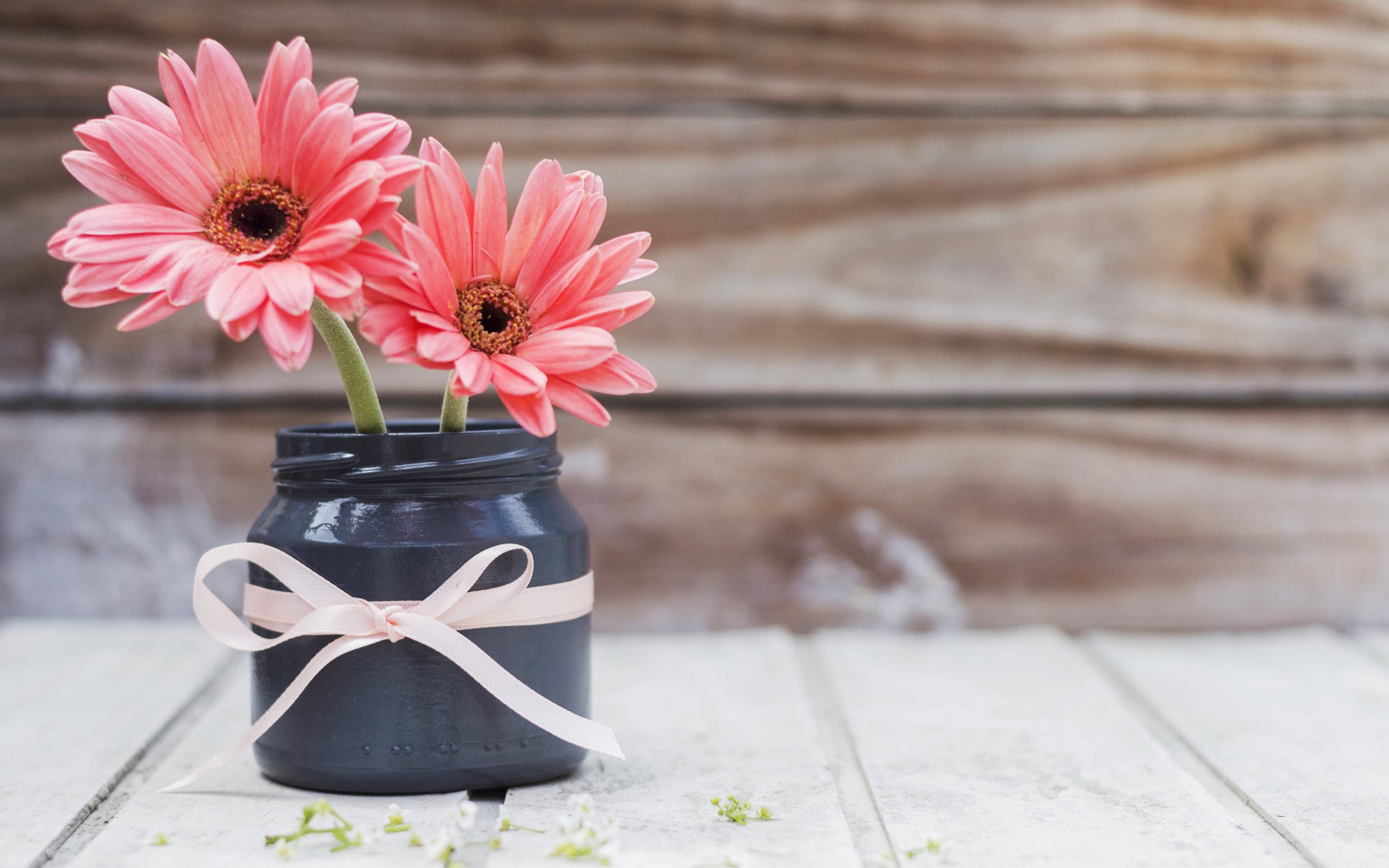 pink gerbera daisies, black jar, cream ribbon, 2K Desktop Wallpaper