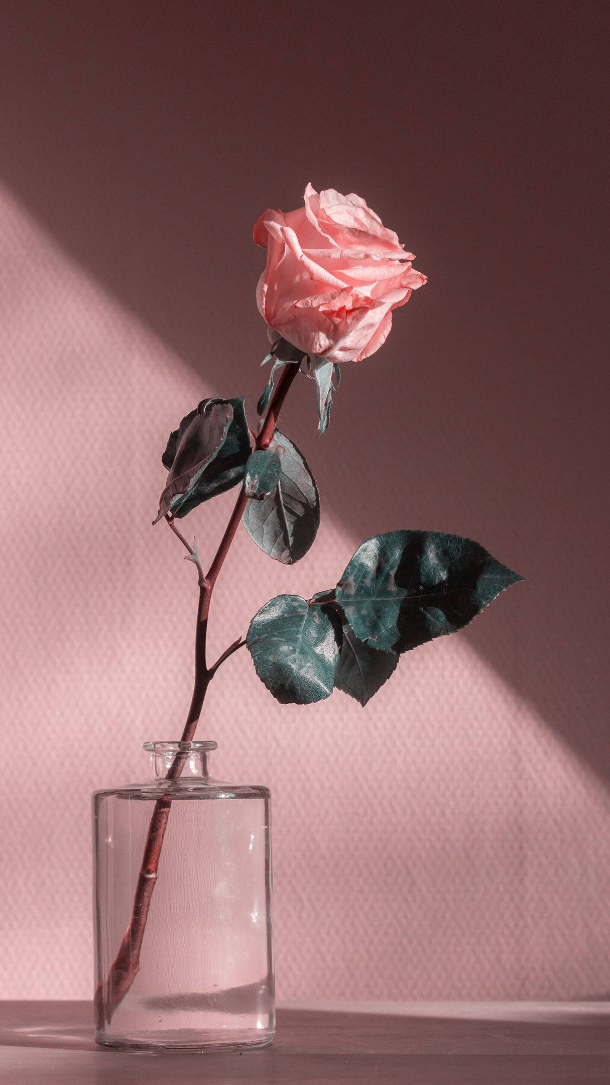 pink vintage aesthetic, pink rose, clear glass vase, Full HD Phone Wallpaper